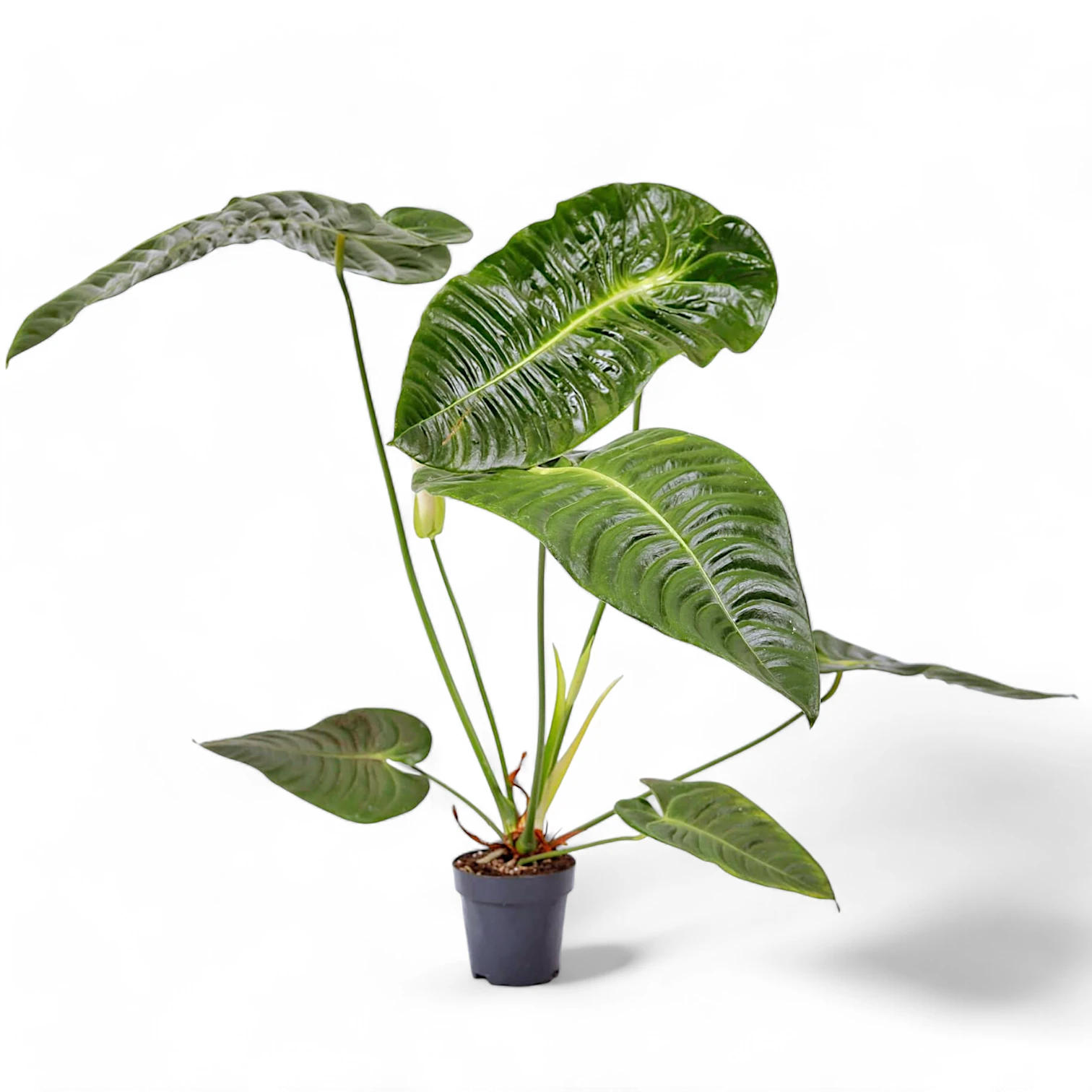 Anthurium veitchii – Zimmerpflanze im Kulturtopf auf weißem Hintergrund, Produktfoto 2.
