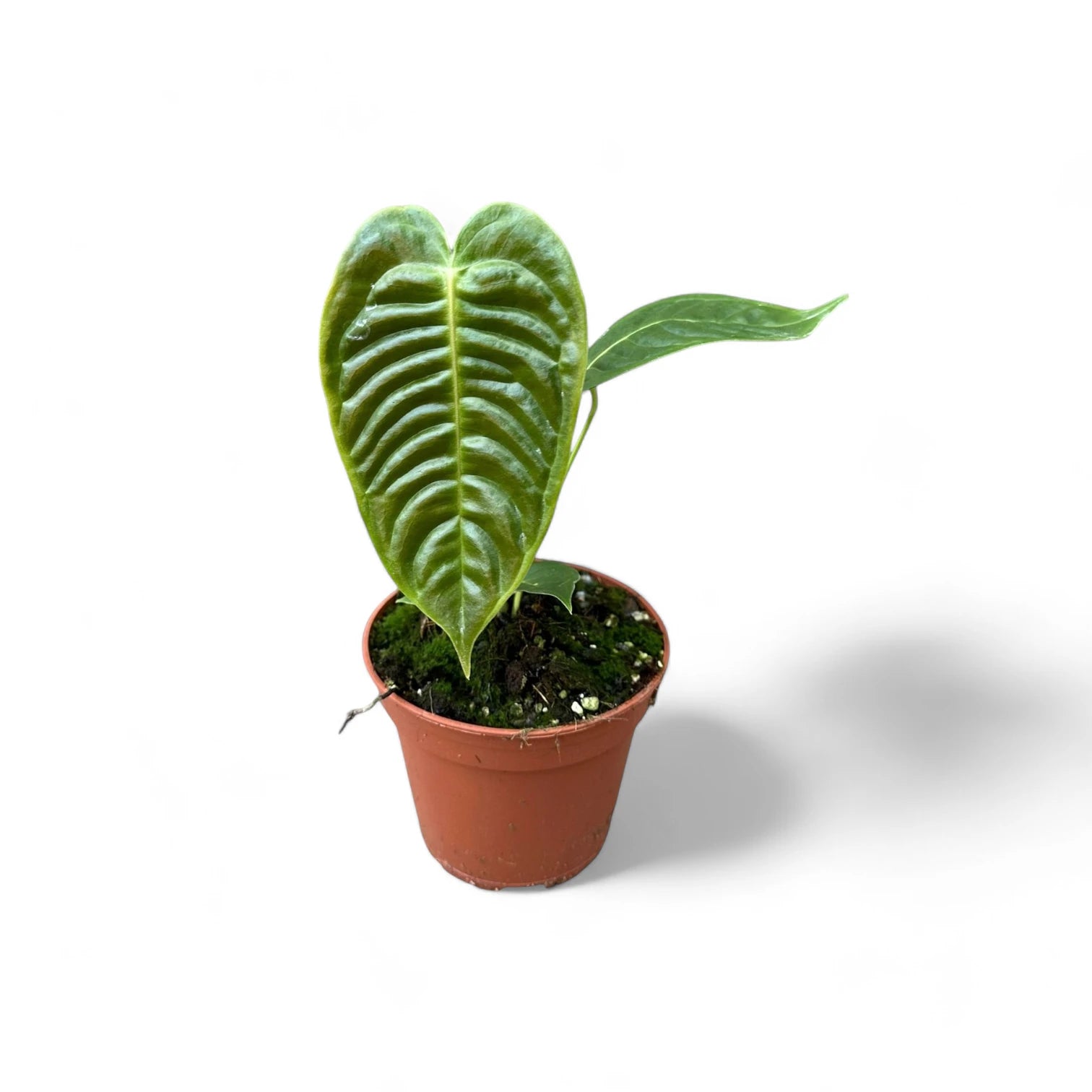 Anthurium veitchii – Zimmerpflanze im Kulturtopf auf weißem Hintergrund, Produktfoto 4.