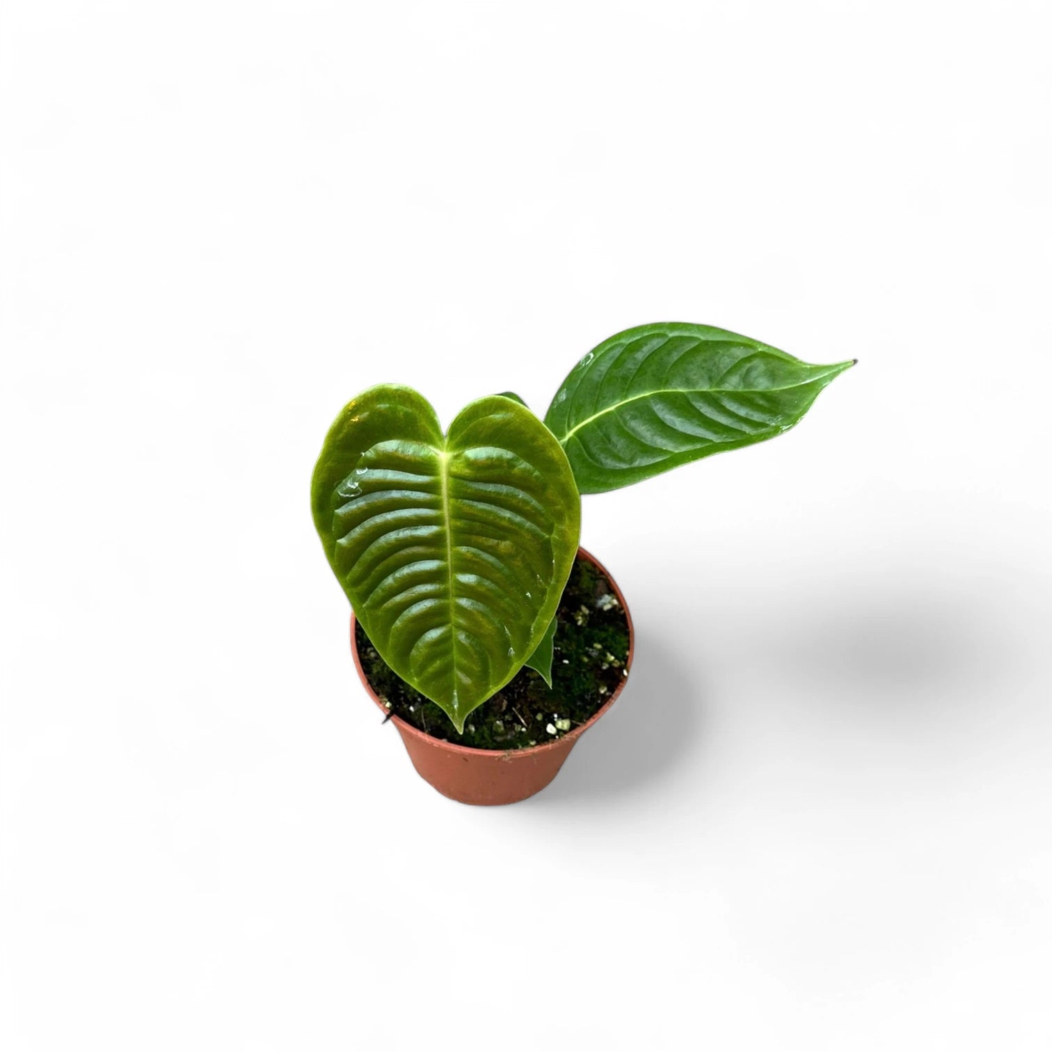 Anthurium veitchii – Zimmerpflanze im Kulturtopf auf weißem Hintergrund, Produktfoto 6.