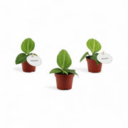 Anthurium villenaorum potted plant in nursery pot on white background.