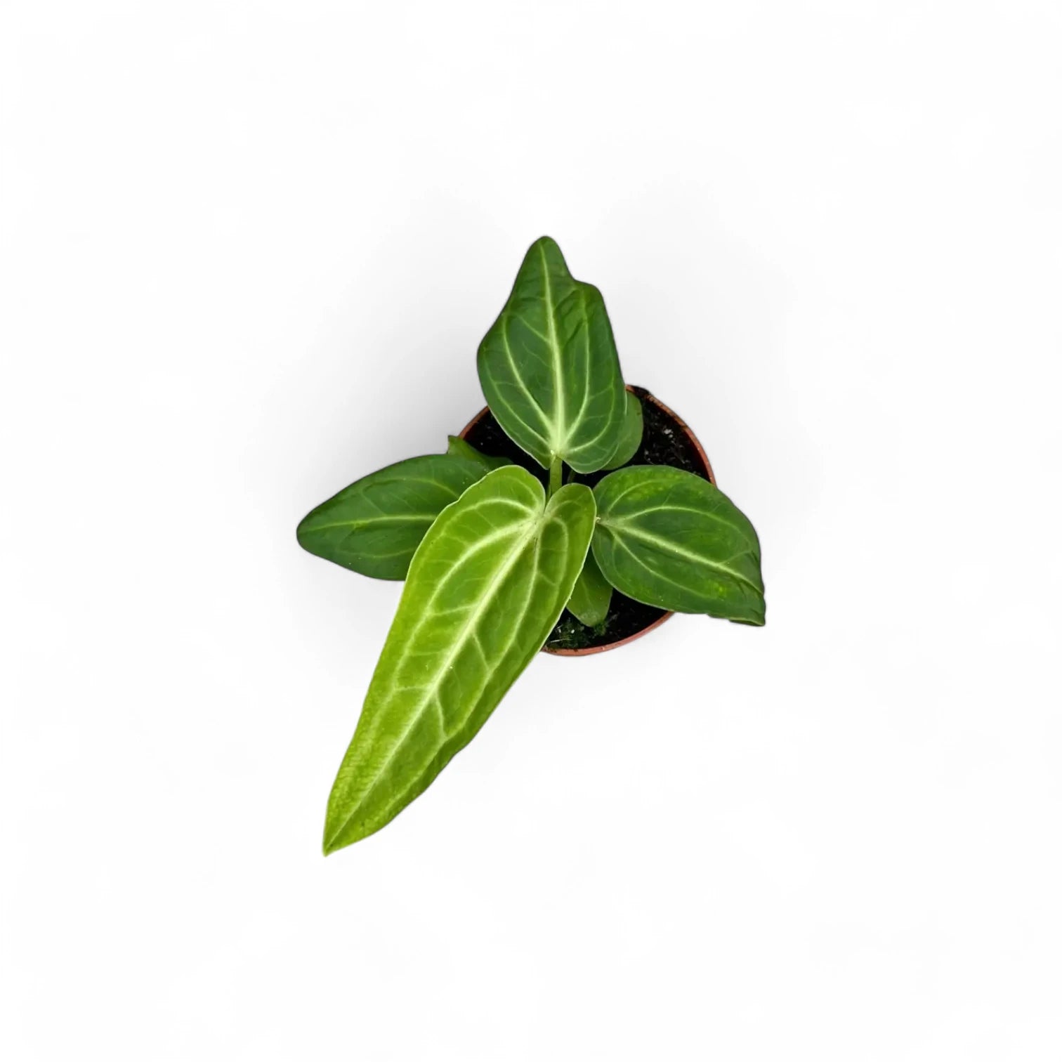 Anthurium villenaorum potted plant in nursery pot on white background.