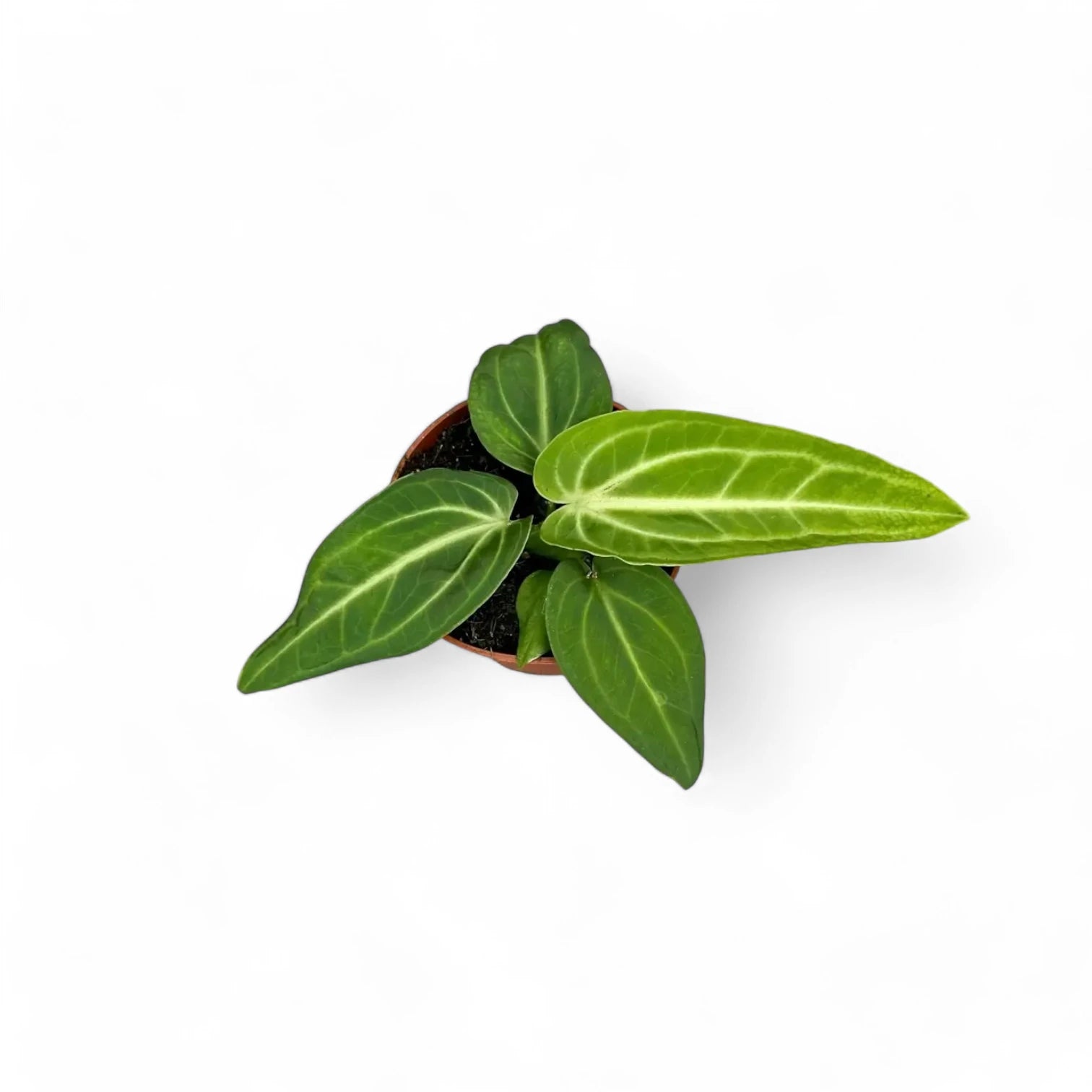 Anthurium villenaorum potted plant in nursery pot on white background.
