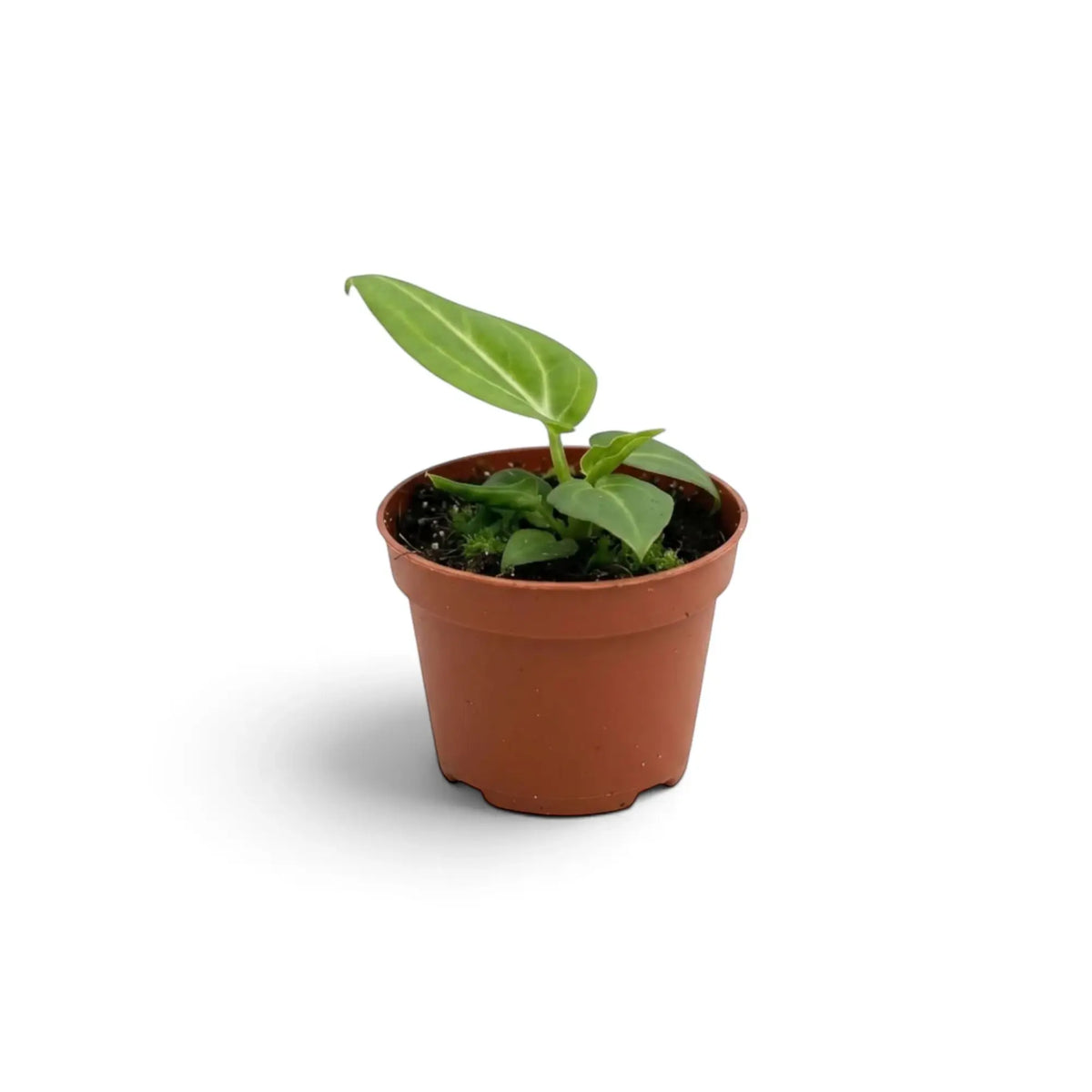 Baby Anthurium villenaorum showing rounded juvenile leaves with a fine pale vein network