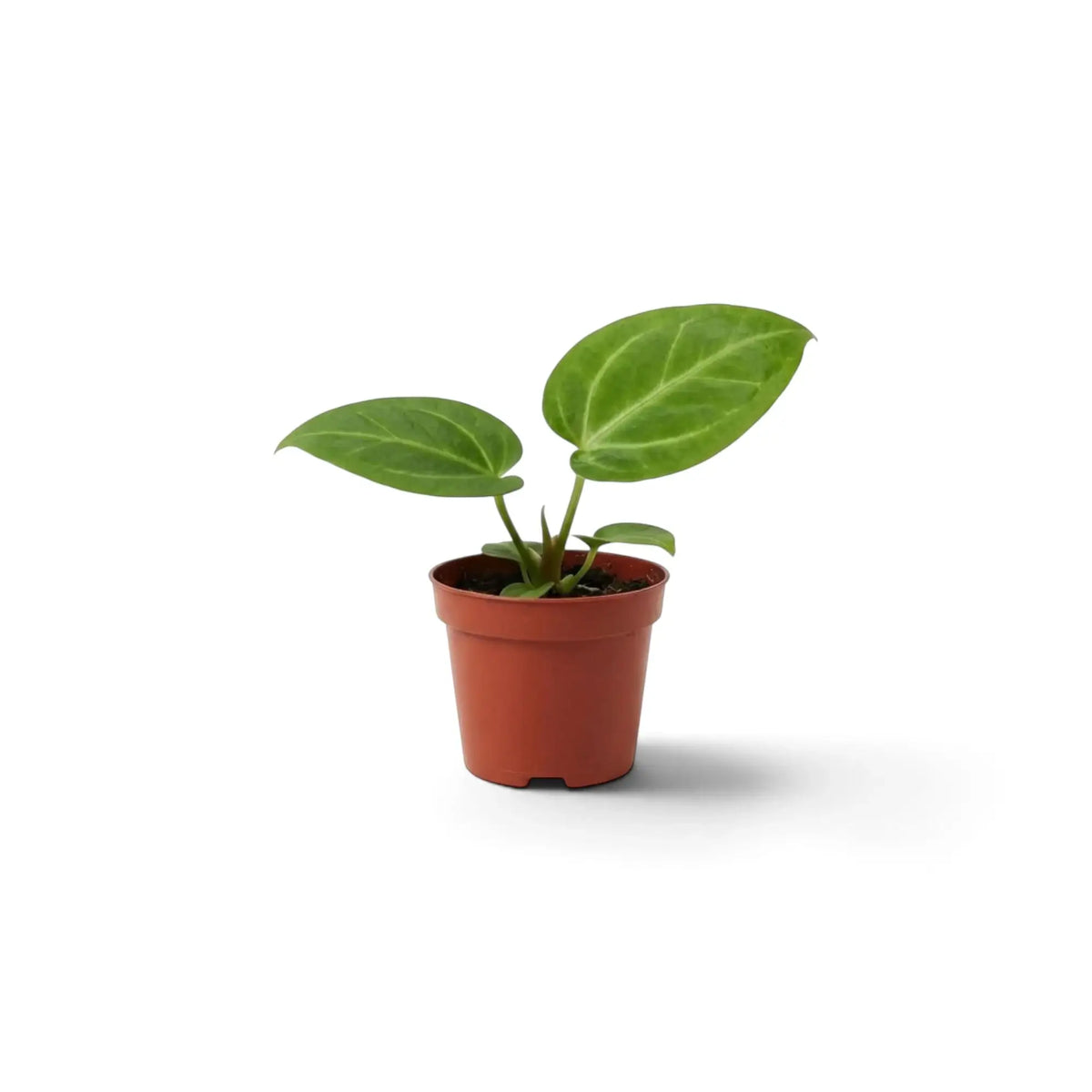 Young Anthurium villenaorum with rounded leaves, pale veins and angular green petioles