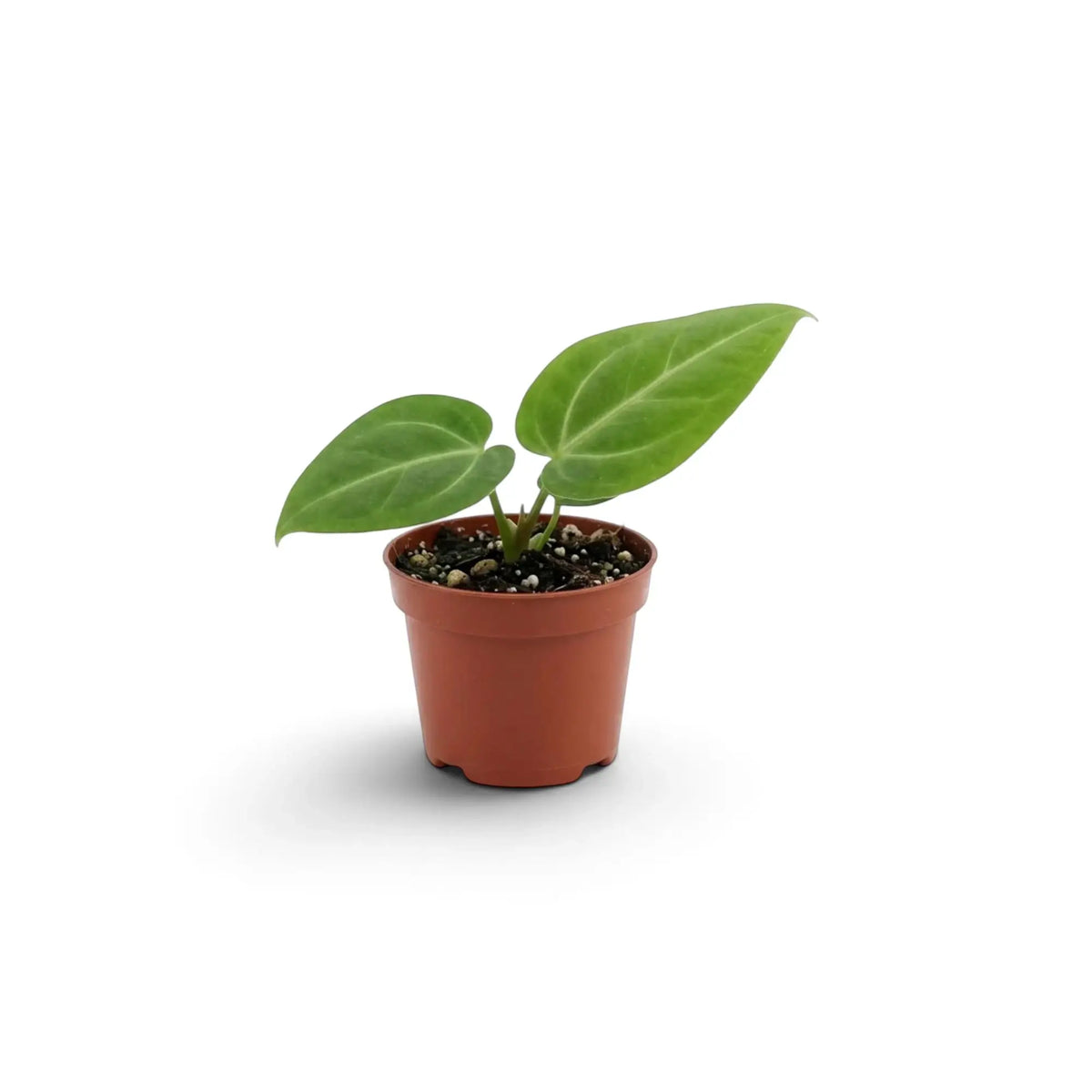 Baby Anthurium villenaorum showing juvenile heart-shaped velvet leaves and contrasting pale veins