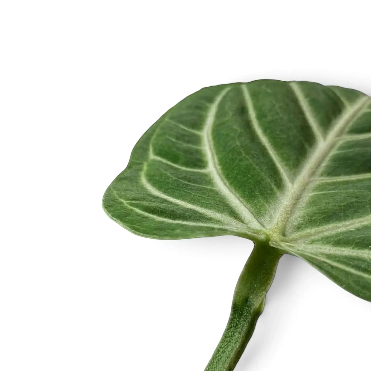 Anthurium villenaorum foliage detail showing pale primary and secondary veins on a dark leaf