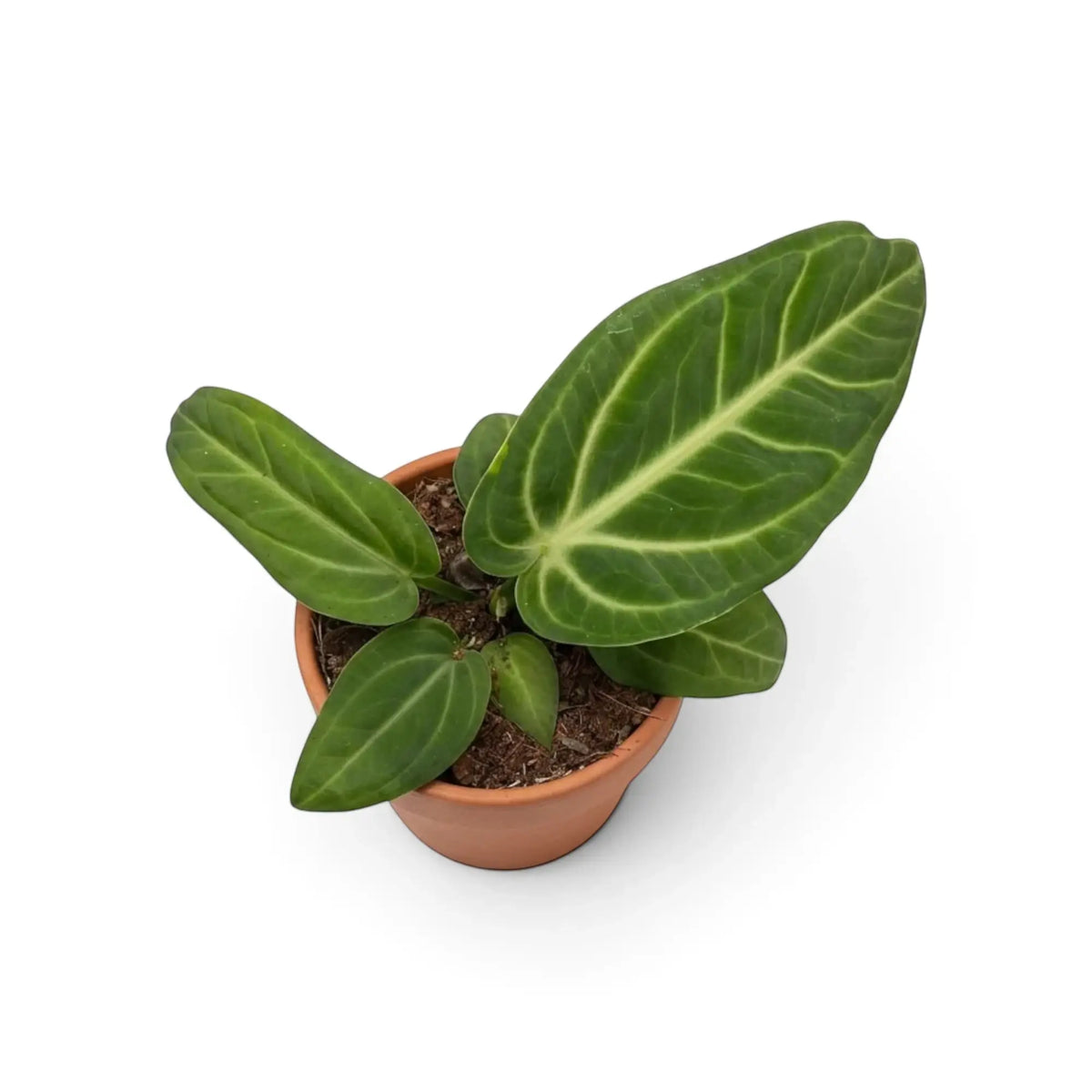 Potted Anthurium villenaorum showing mature dark-green velvet leaves with contrasting pale veins