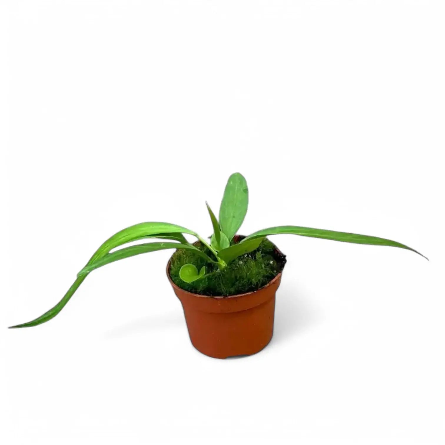 Anthurium vittarifolium potted plant in nursery pot on white background, product photo.