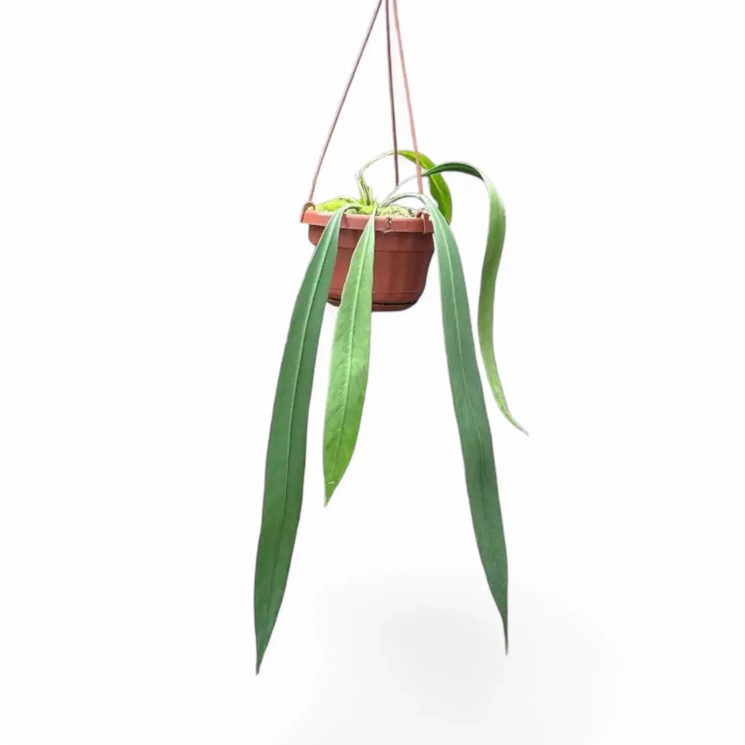 Anthurium vittarifolium potted plant in nursery pot on white background, product photo.
