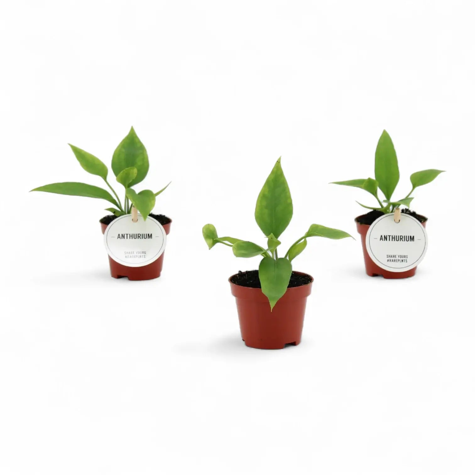 Anthurium vittarifolium potted plant in nursery pot on white background, product photo.