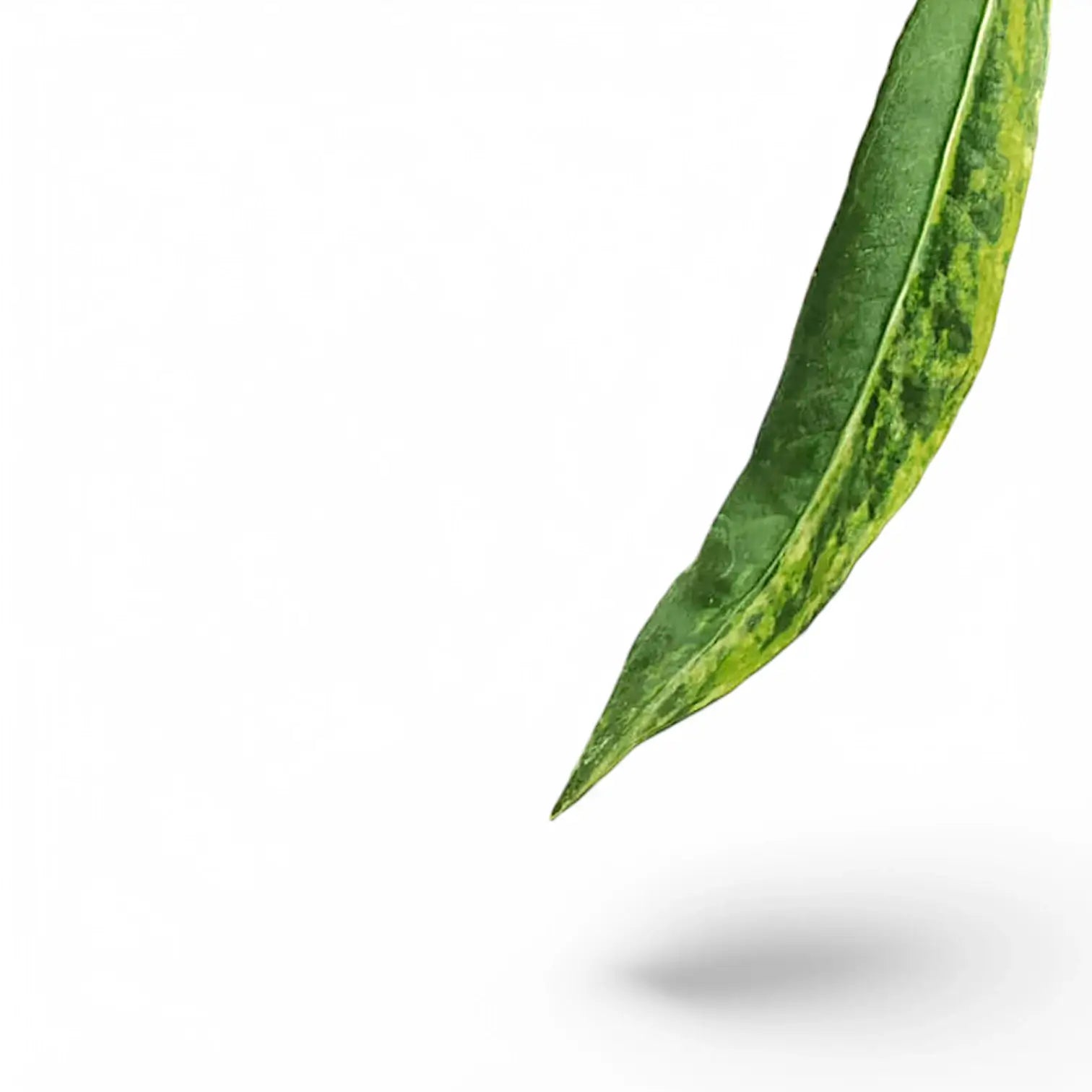 Anthurium vittarifolium variegata – Blattdetail vor weißem Hintergrund..