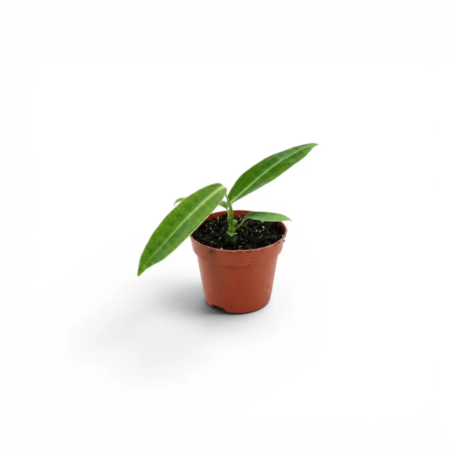 Anthurium warocqueanum baby plant with long velvety foliage in a nursery pot on white background
