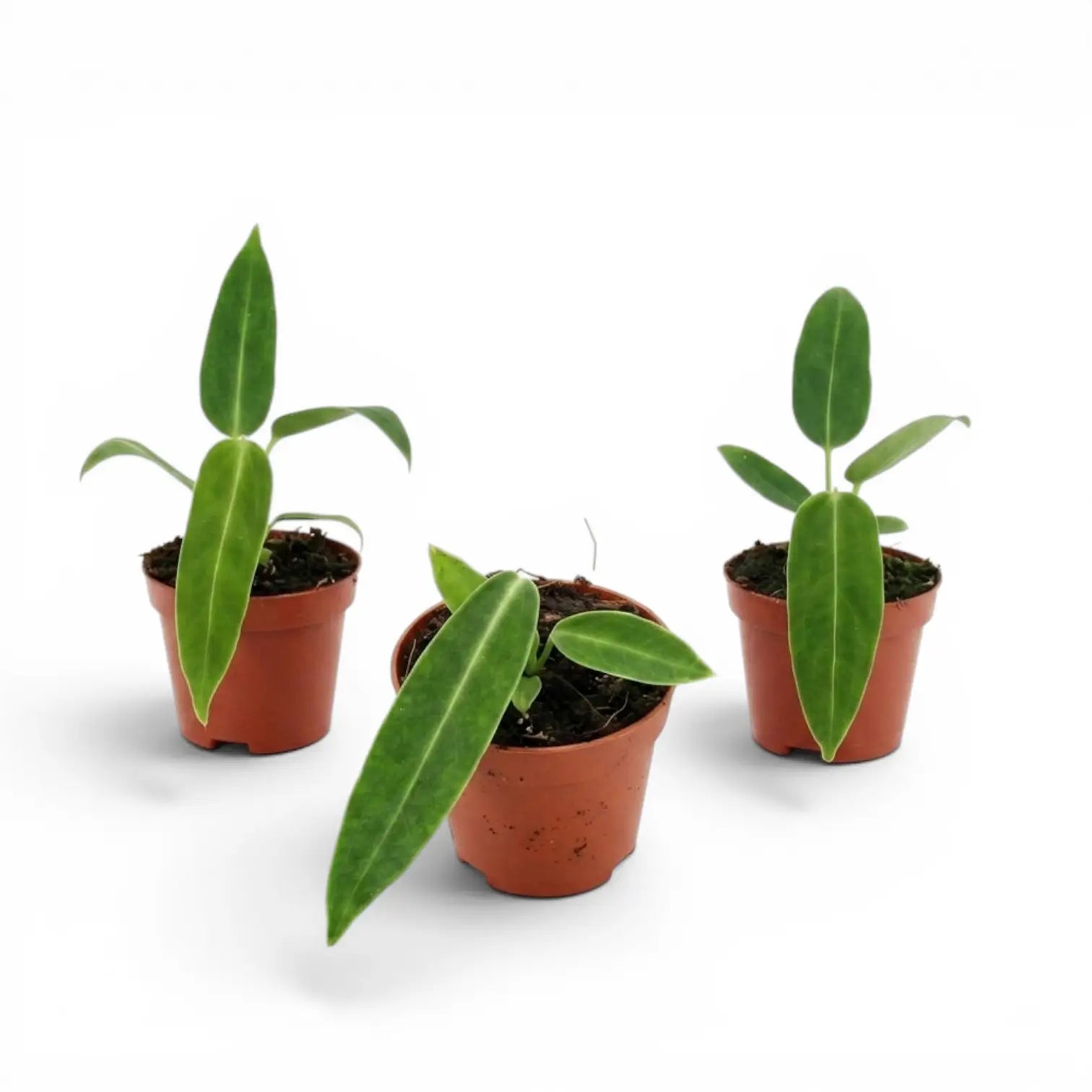 Anthurium warocqueanum baby plant in a nursery pot on white background