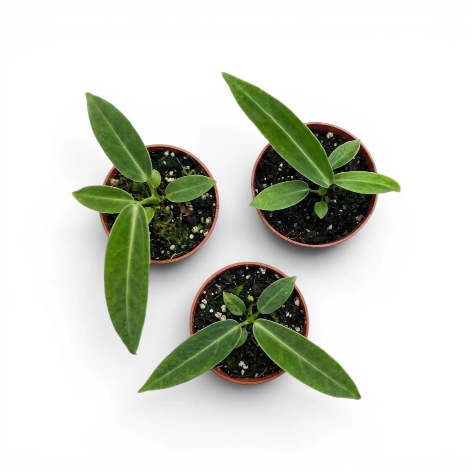 Small Anthurium warocqueanum baby plant in a nursery pot on white background