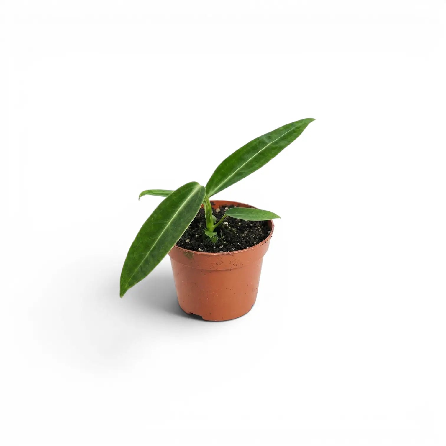 Small Anthurium warocqueanum baby plant in a nursery pot on white background