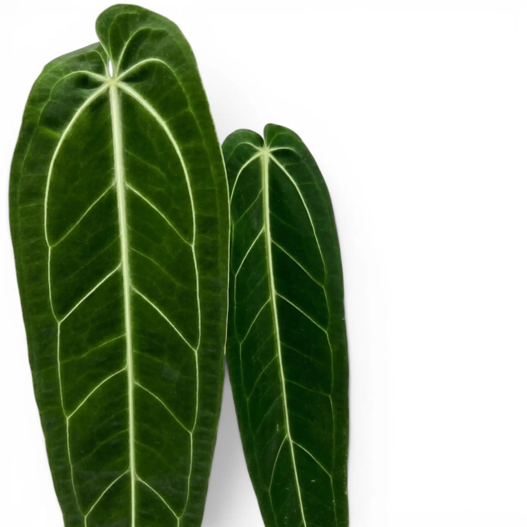 Foliage of Anthurium warocqueanum plant on white background, close-up