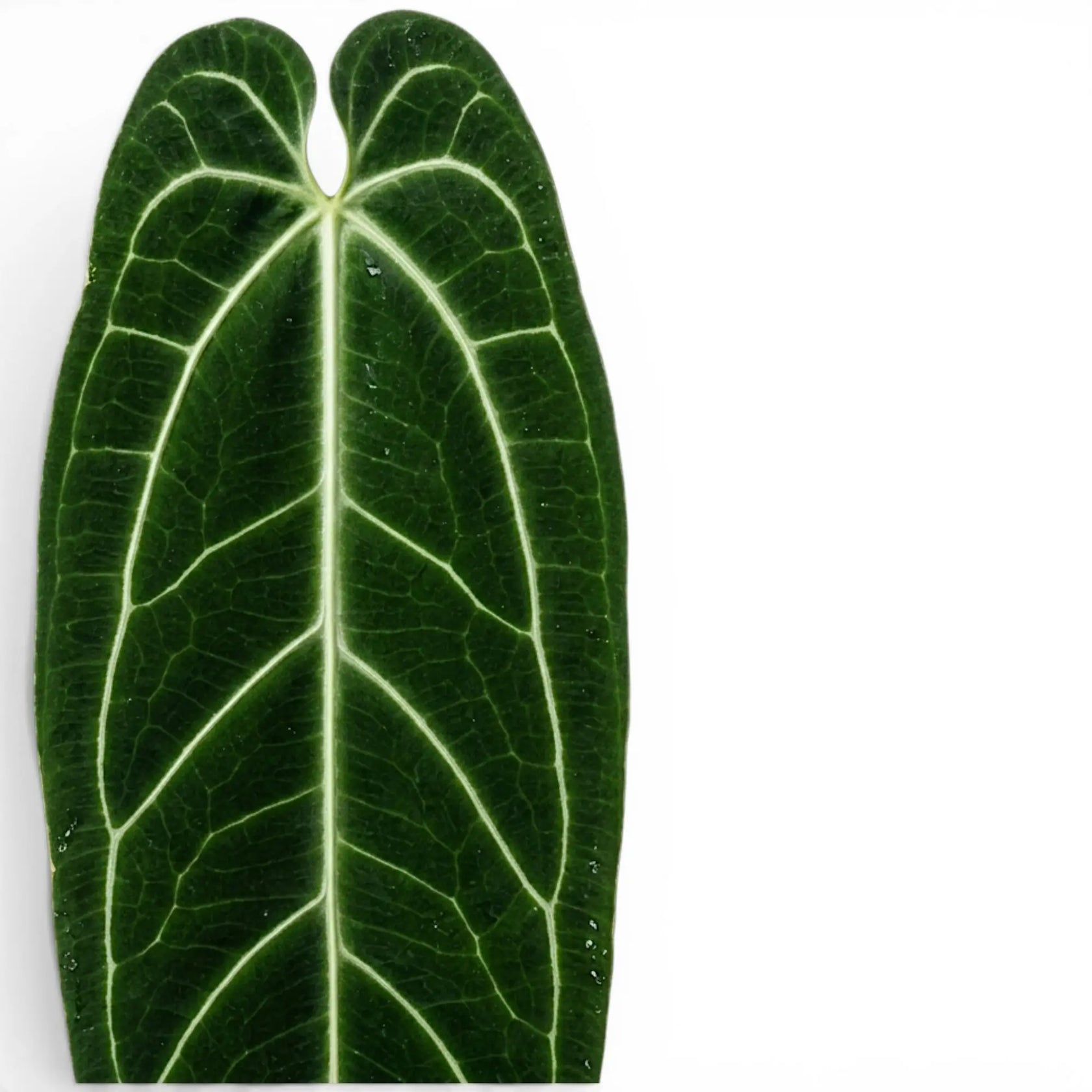 Foliage of Anthurium warocqueanum plant on white background, close-up