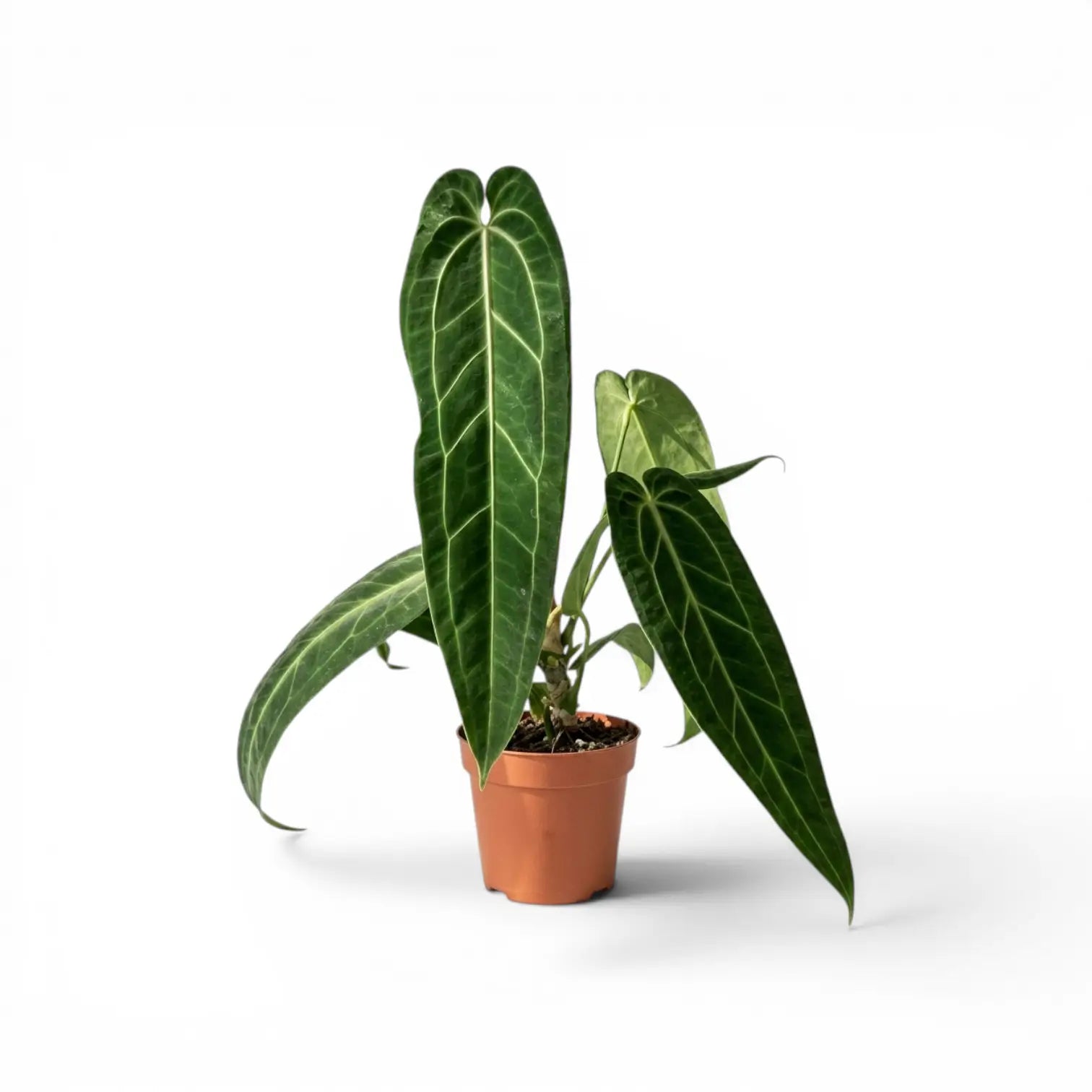 Anthurium warocqueanum plant with dark green, long velvety leaves and contrasting pale veins in a nursery pot on white background