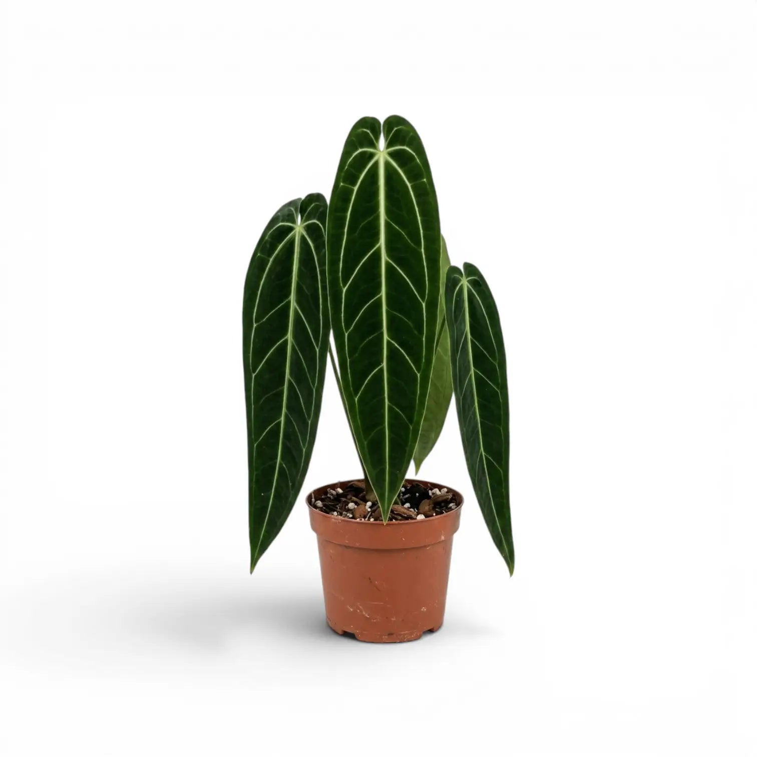 Large Anthurium warocqueanum plant with long velvety leaves in a nursery pot on white background
