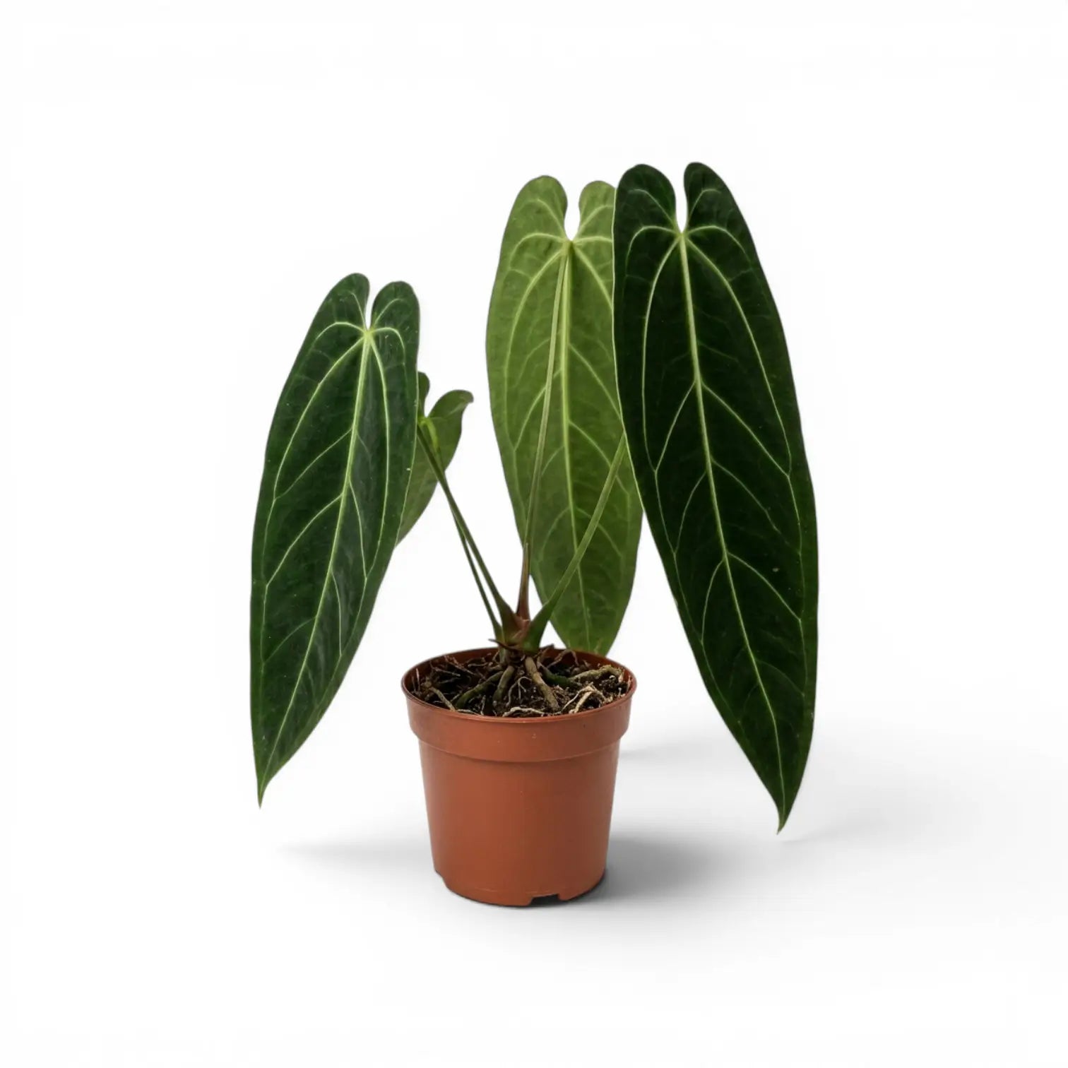 Large Anthurium warocqueanum plant with long velvety leaves in a nursery pot on white background