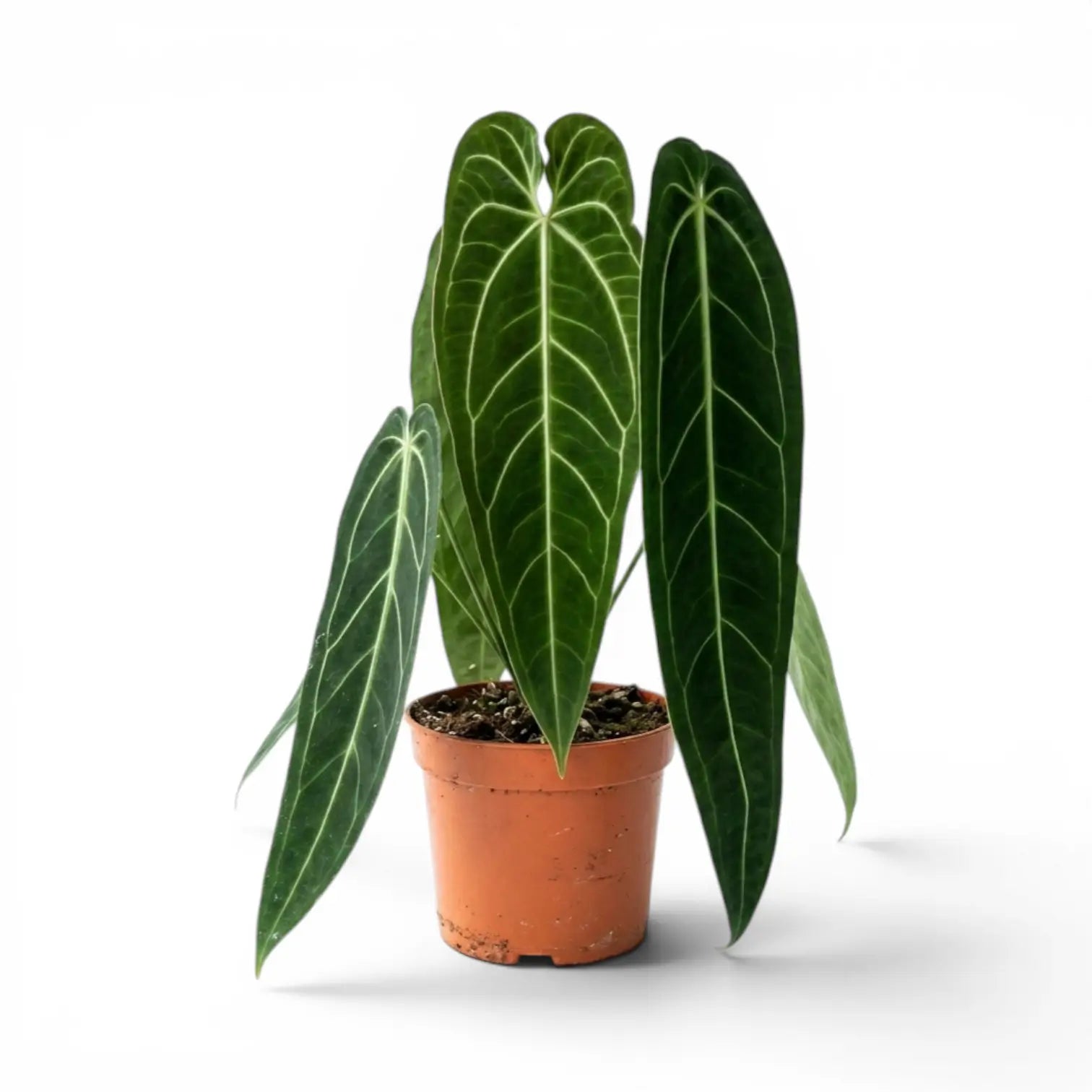 Extra large Anthurium warocqueanum plant with dark green velvety foliage in a nursery pot on white background