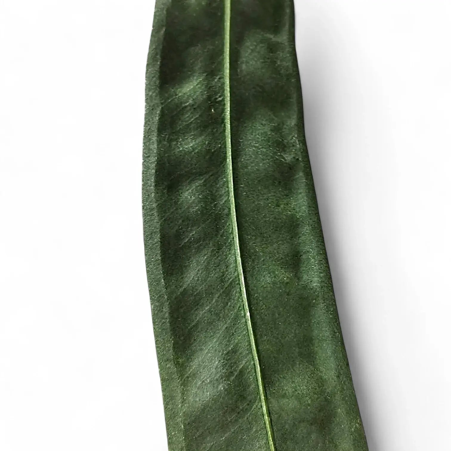 Anthurium wendlingeri close-up of leaf on white background.