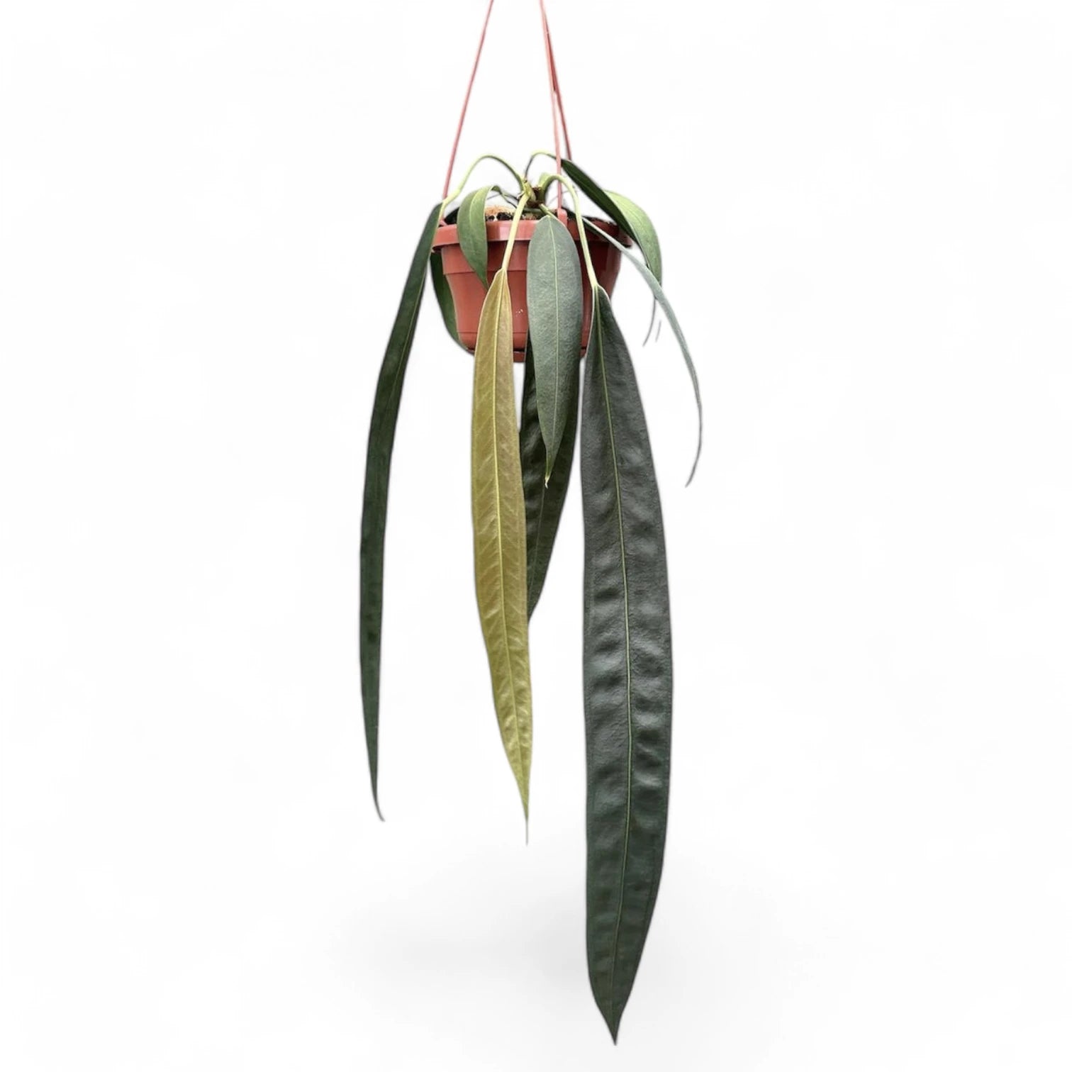 Anthurium wendlingeri – Zimmerpflanze im Kulturtopf auf weißem Hintergrund, Produktfoto 4.