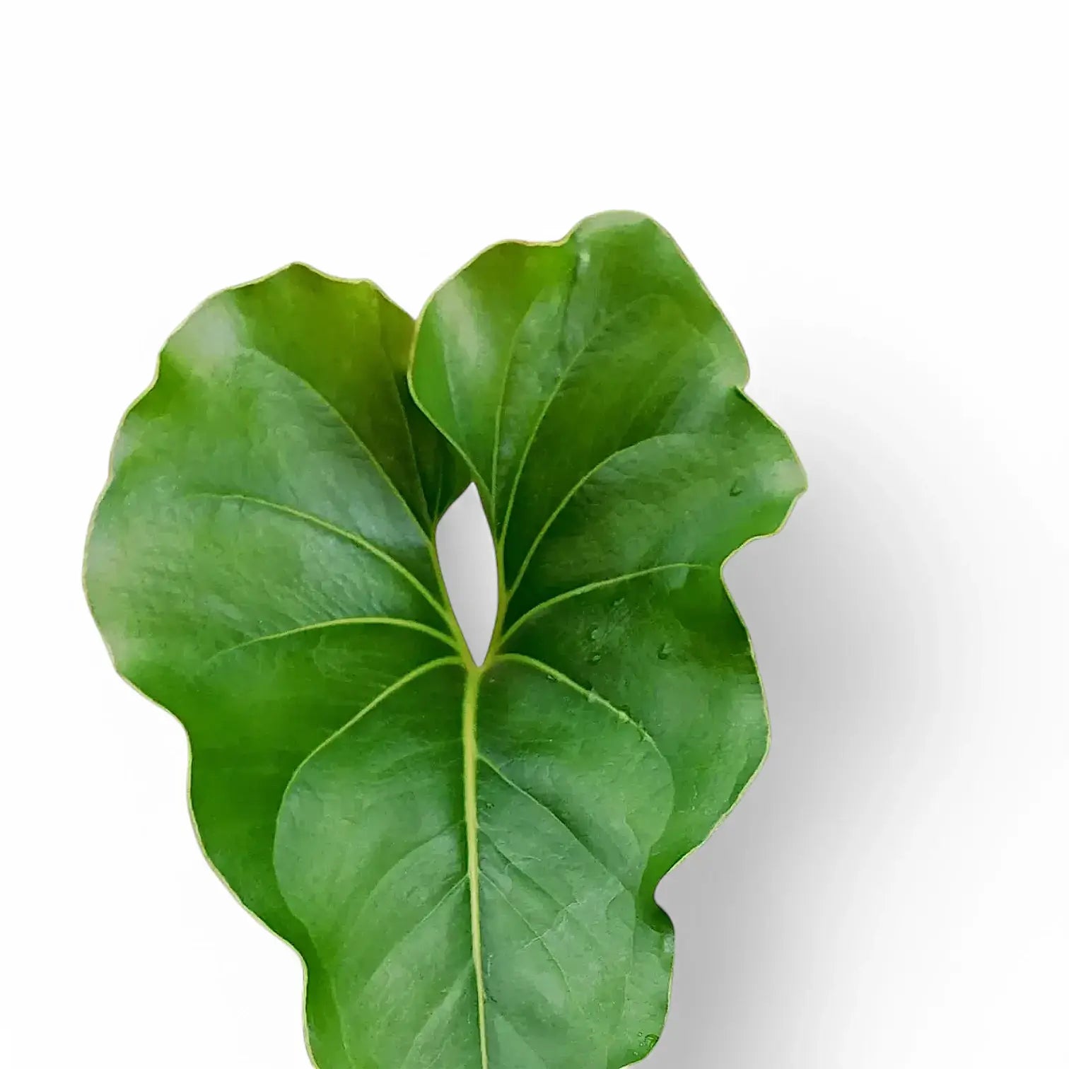Anthurium ×ferrierense 'Crisped' close-up of leaf on white background.