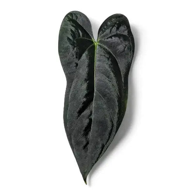 Dark leaf of a rare Anthurium plant on a white background