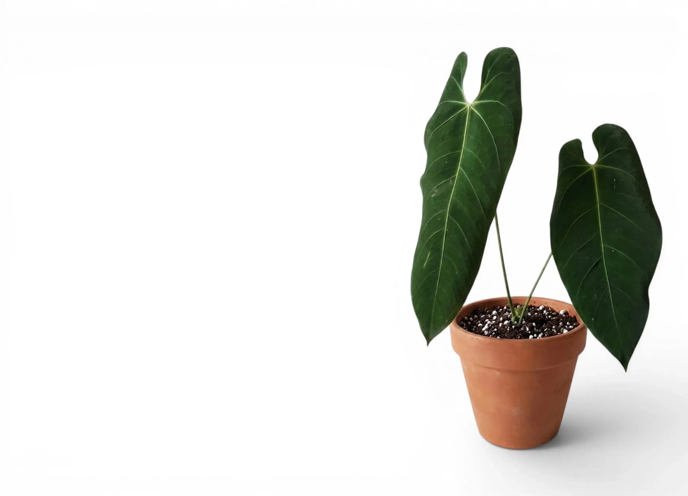 Potted Anthurium plant with large green leaves on a white background