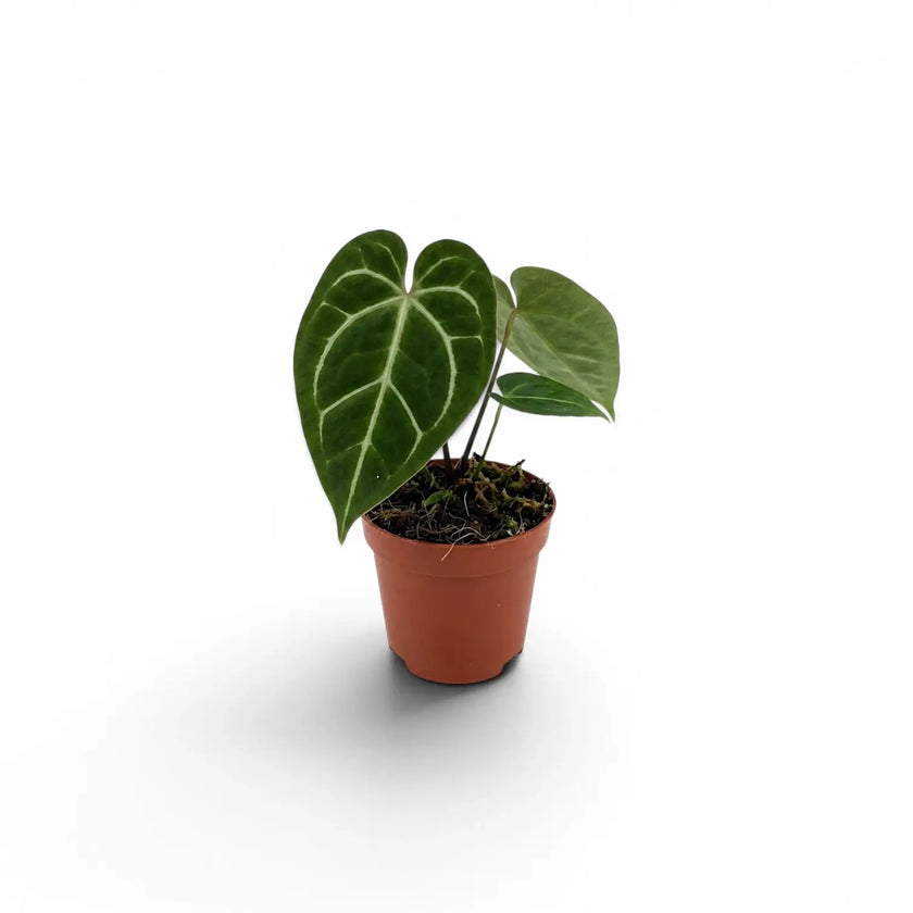 Anthurium regale als Babypflanze im Kulturtopf.