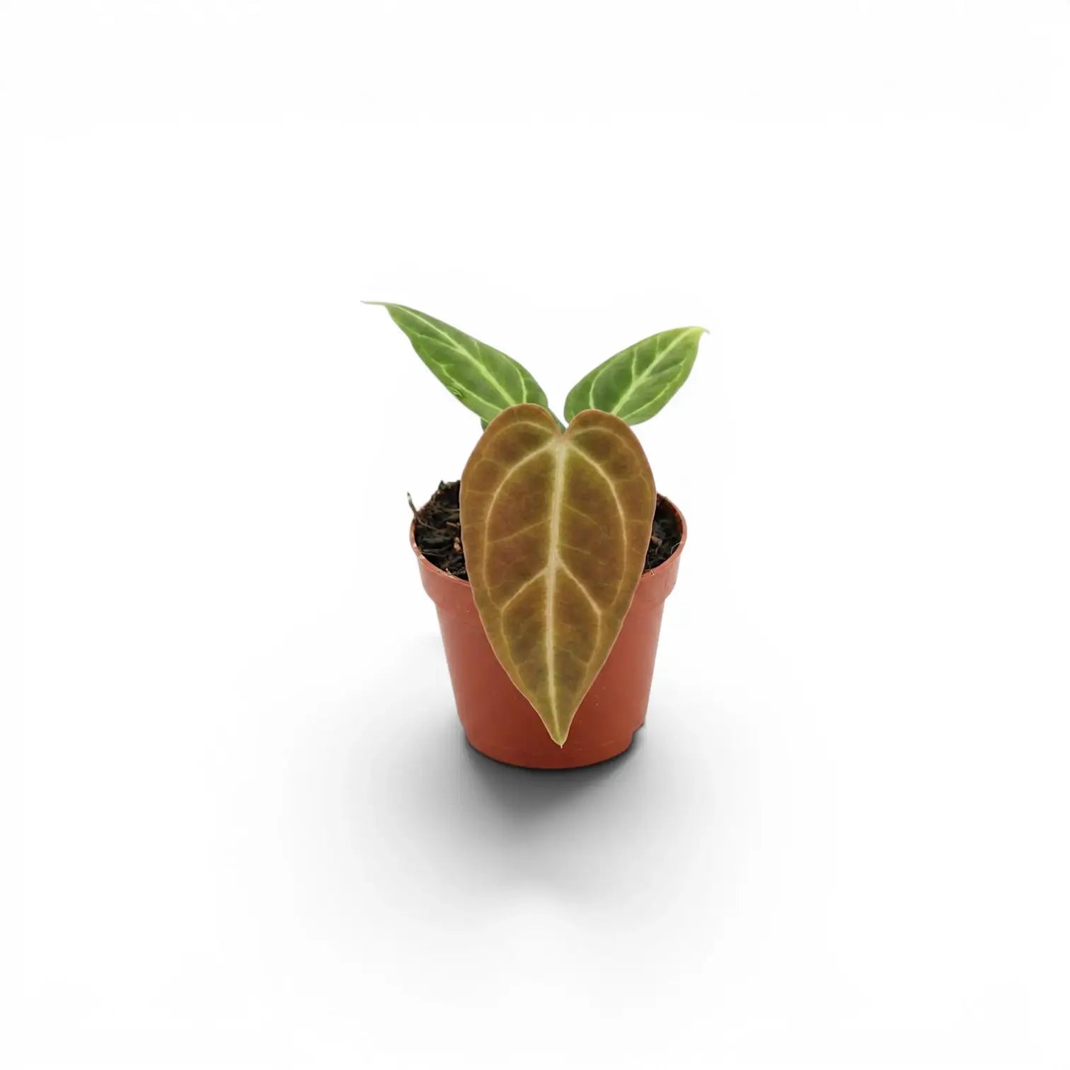 Anthurium regale als Babypflanze im Kulturtopf.