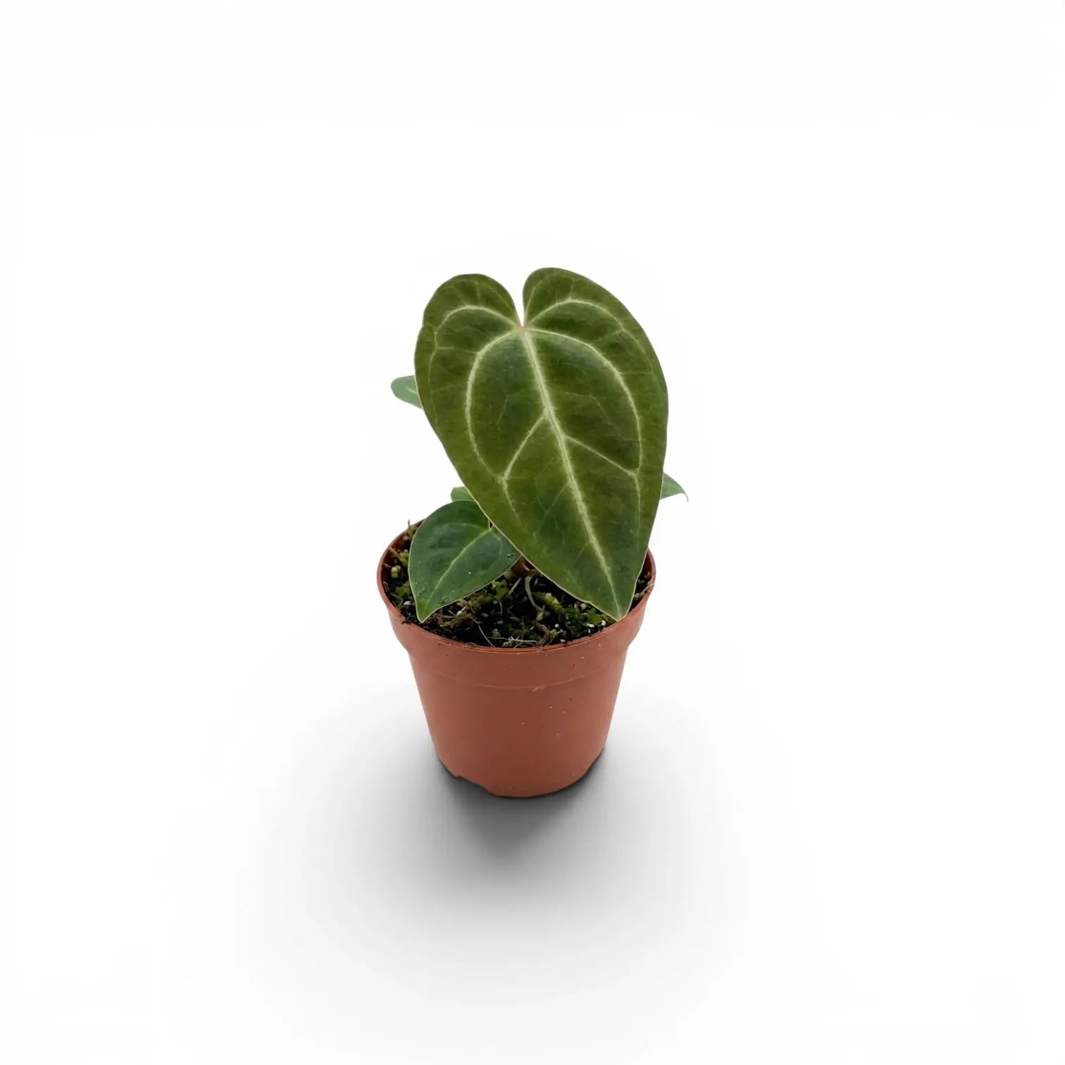 Anthurium regale als Babypflanze im Kulturtopf.