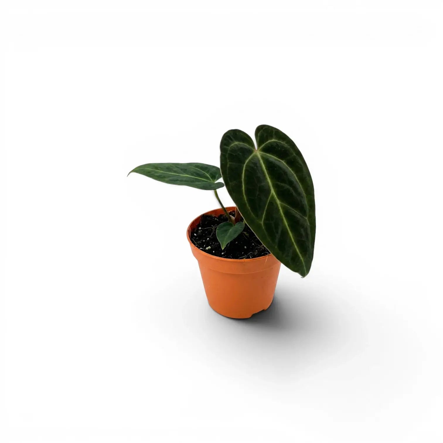 Anthurium regale als Babypflanze im Kulturtopf.