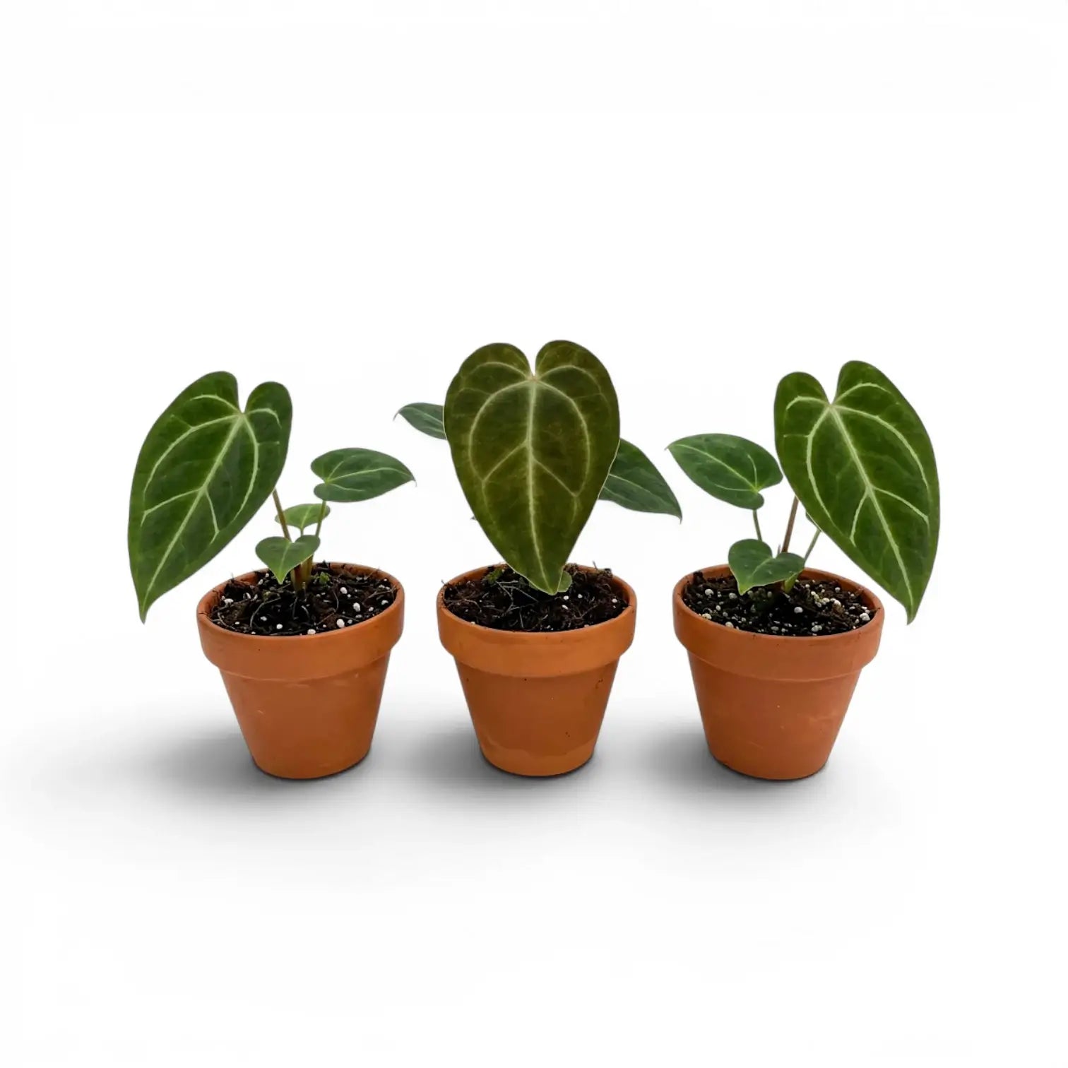 Anthurium regale als Babypflanze im Kulturtopf.