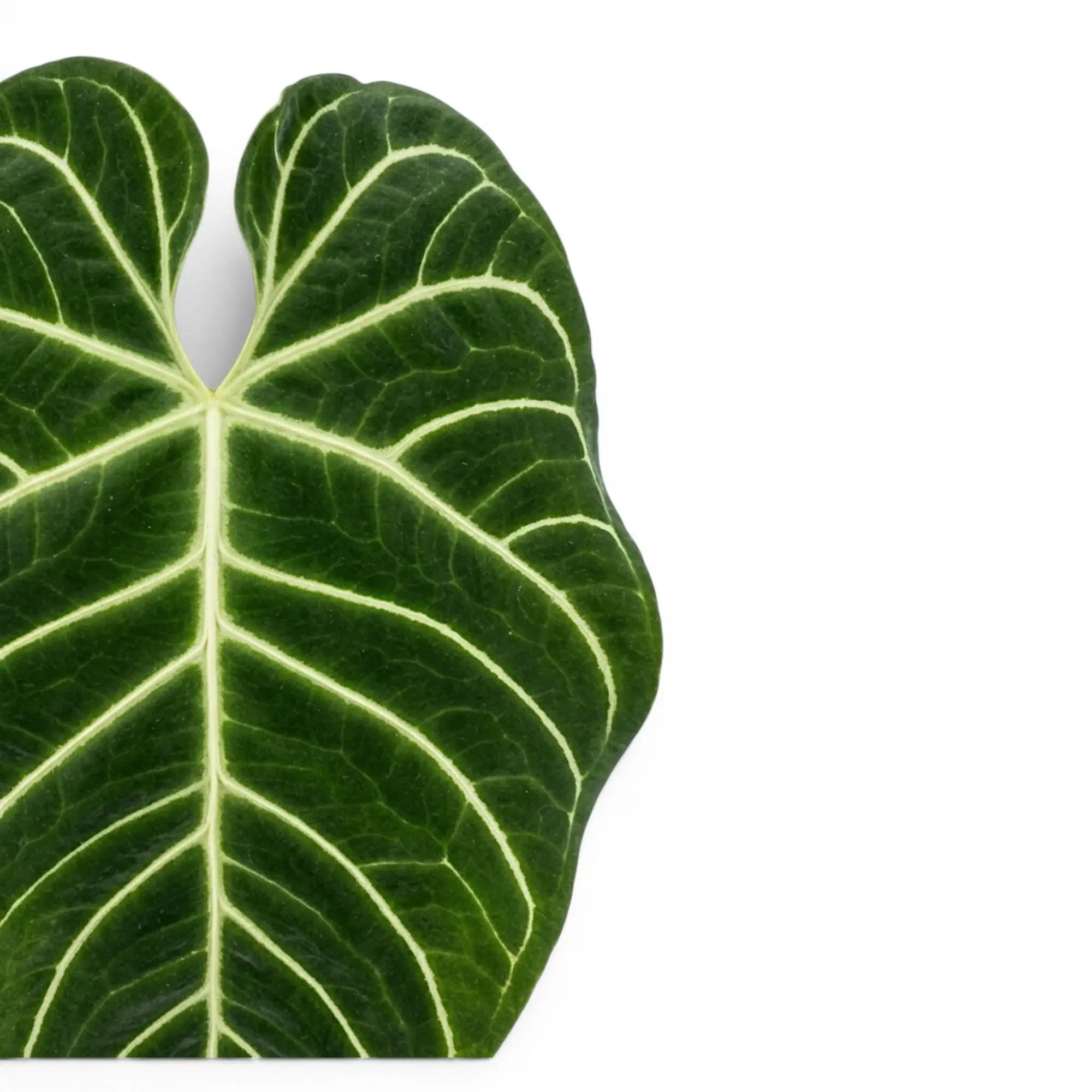Anthurium regale mit samtig grünen Blättern und hellen Blattadern in Nahaufnahme.