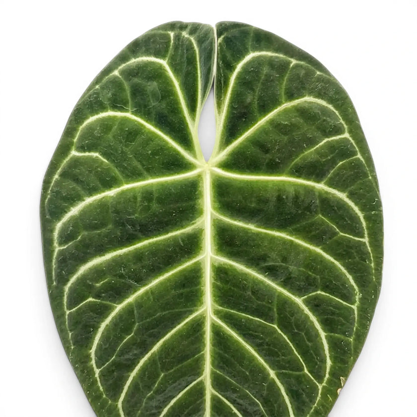 Anthurium regale mit samtig grünen Blättern und hellen Blattadern in Nahaufnahme.