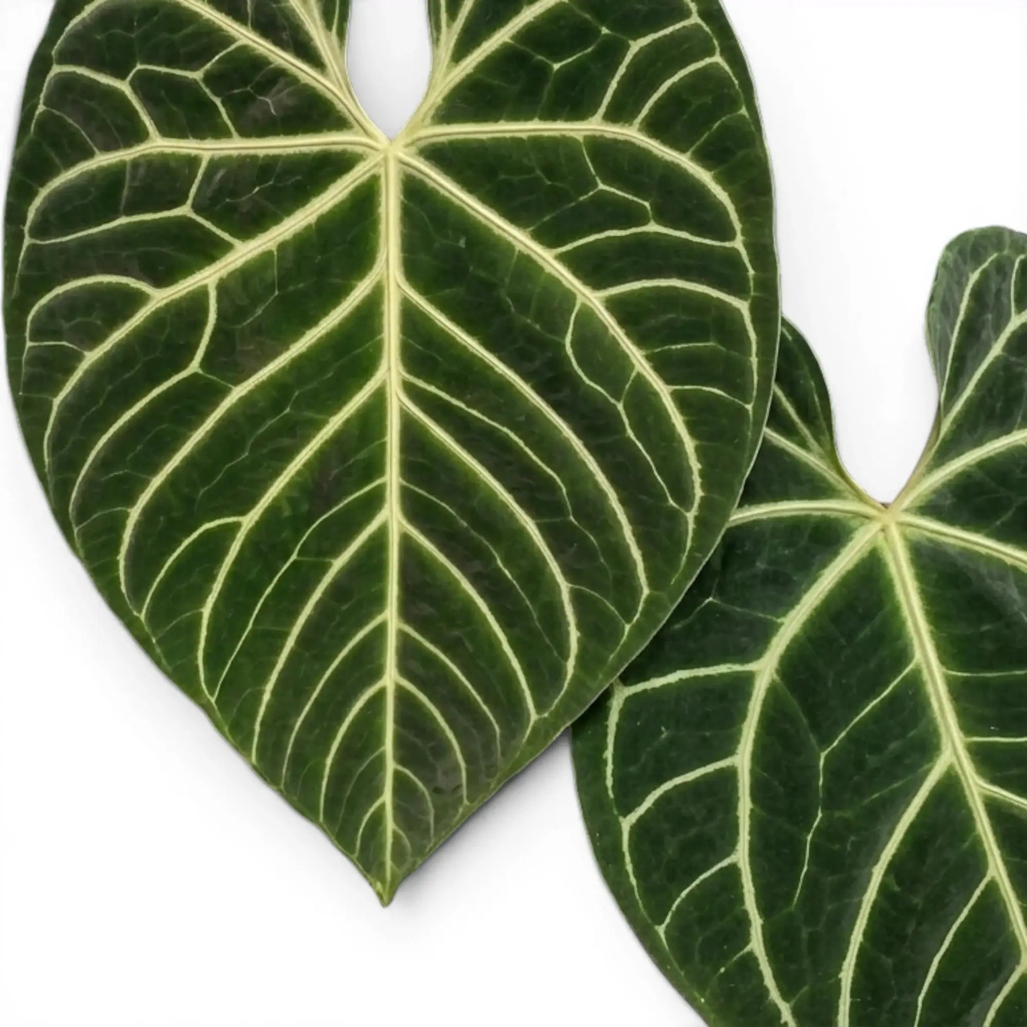 Anthurium regale mit samtig grünen Blättern und hellen Blattadern in Nahaufnahme.