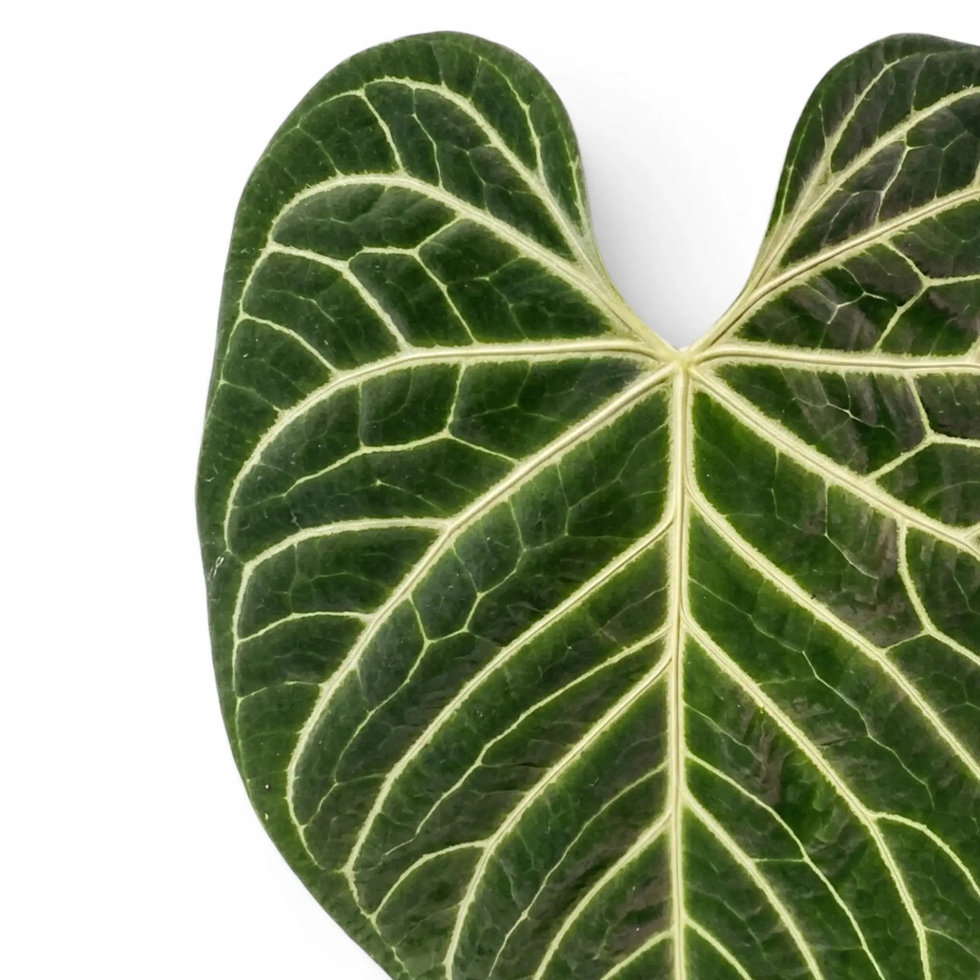 Anthurium regale mit samtig grünen Blättern und hellen Blattadern in Nahaufnahme.