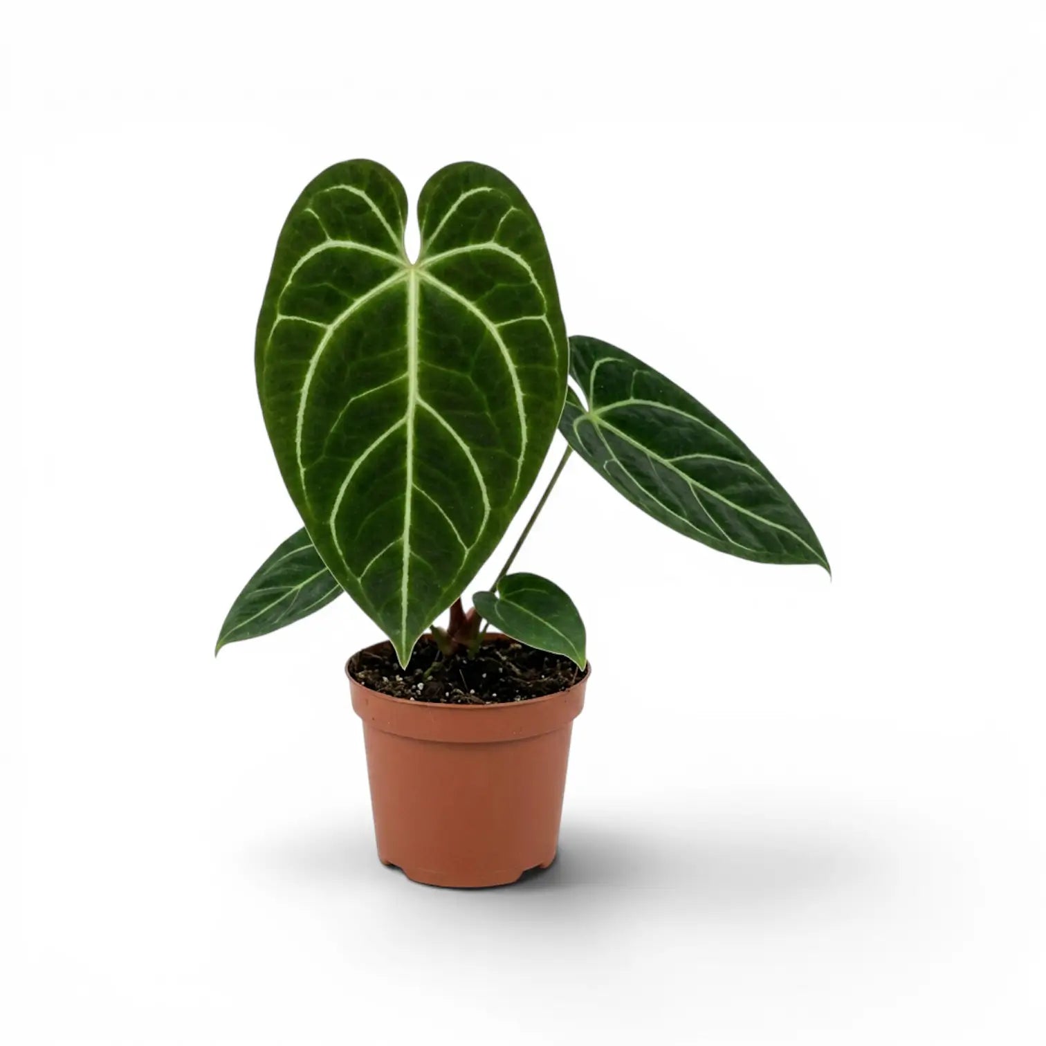 Anthurium regale im Kulturtopf.