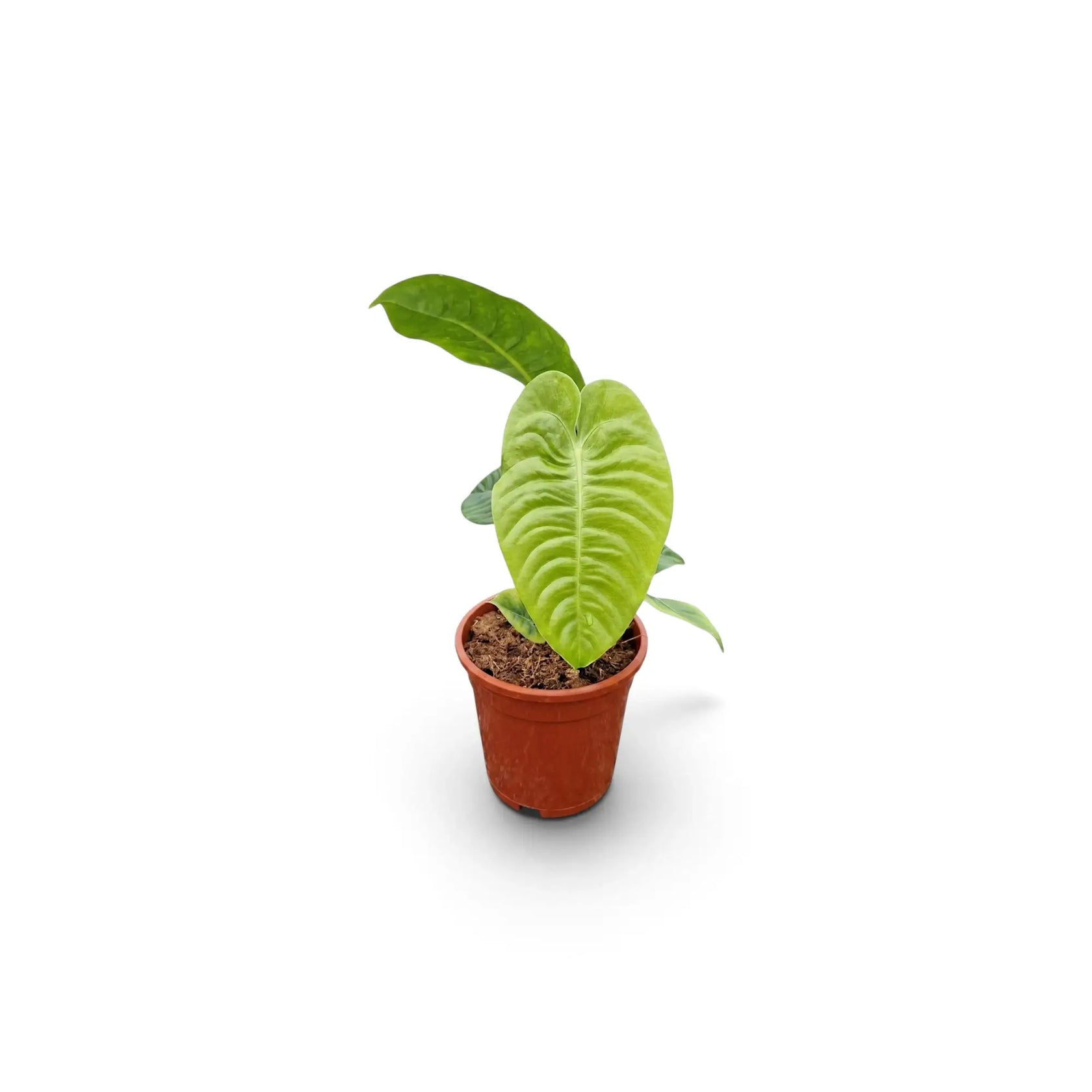Junges Anthurium veitchii mit einem hellen, stark gerippten Blatt im Terrakottatopf