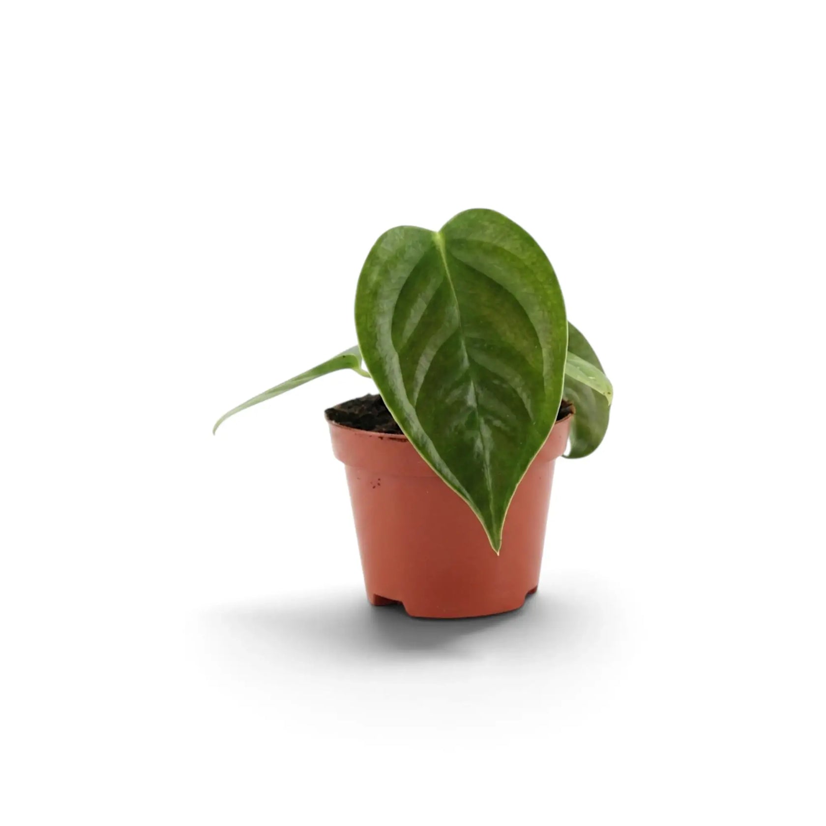 Junges Anthurium veitchii mit einem breiten, stark gerippten Blatt im Terrakottatopf