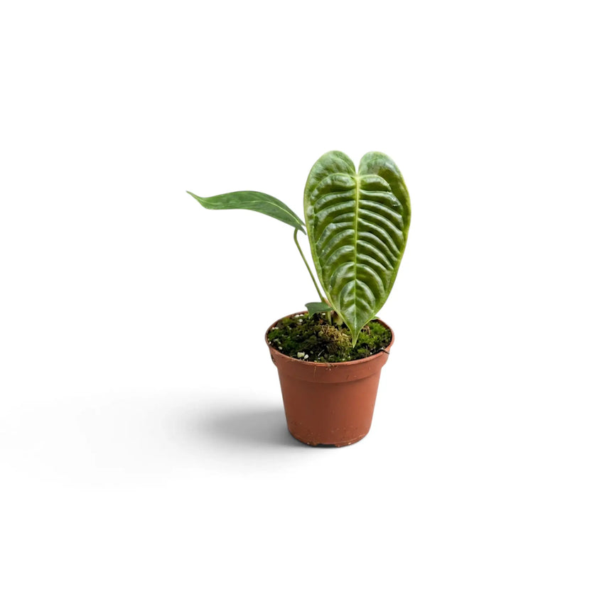 Anthurium veitchii
