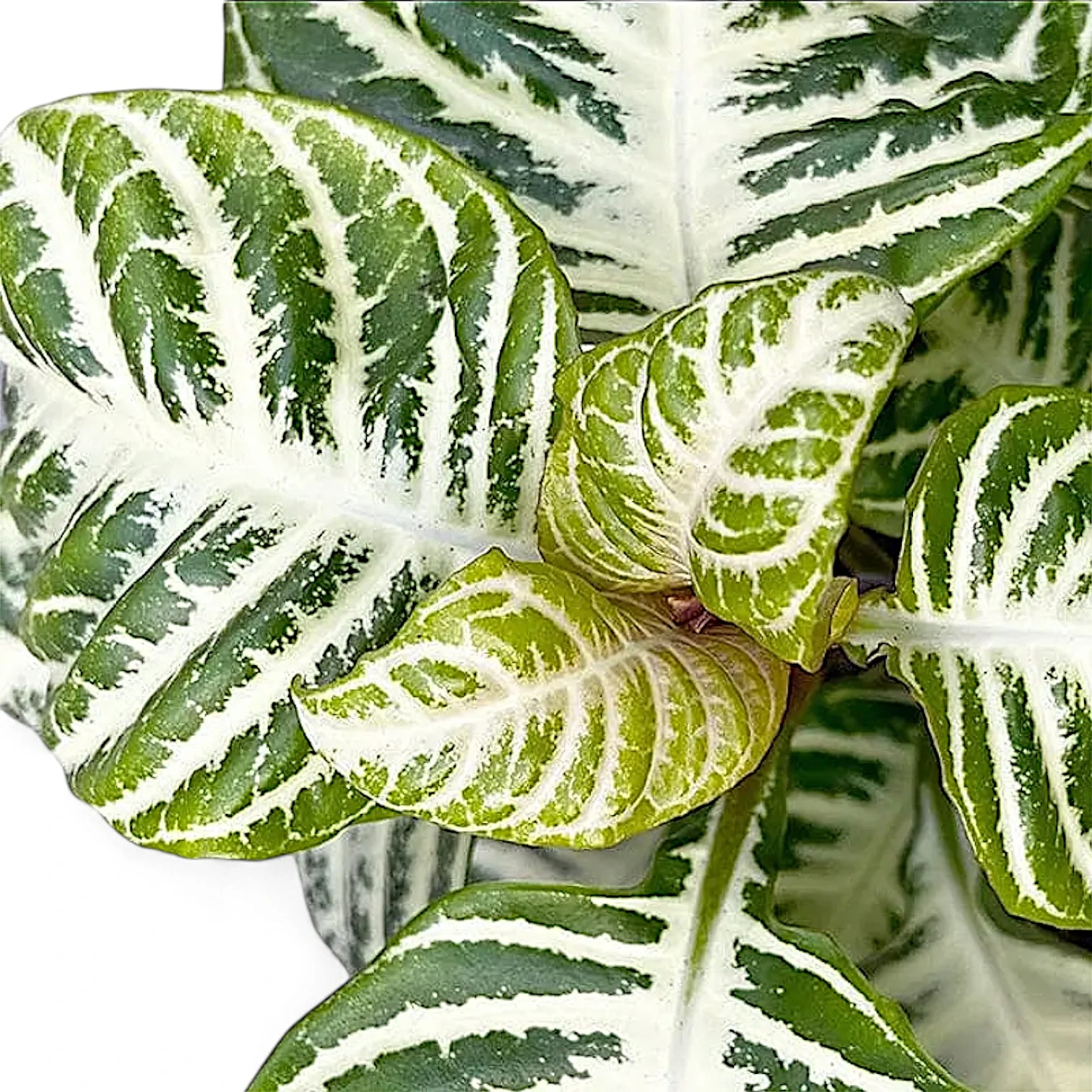Aphelandra squarrosa 'Curly White' close-up of leaf on white background.