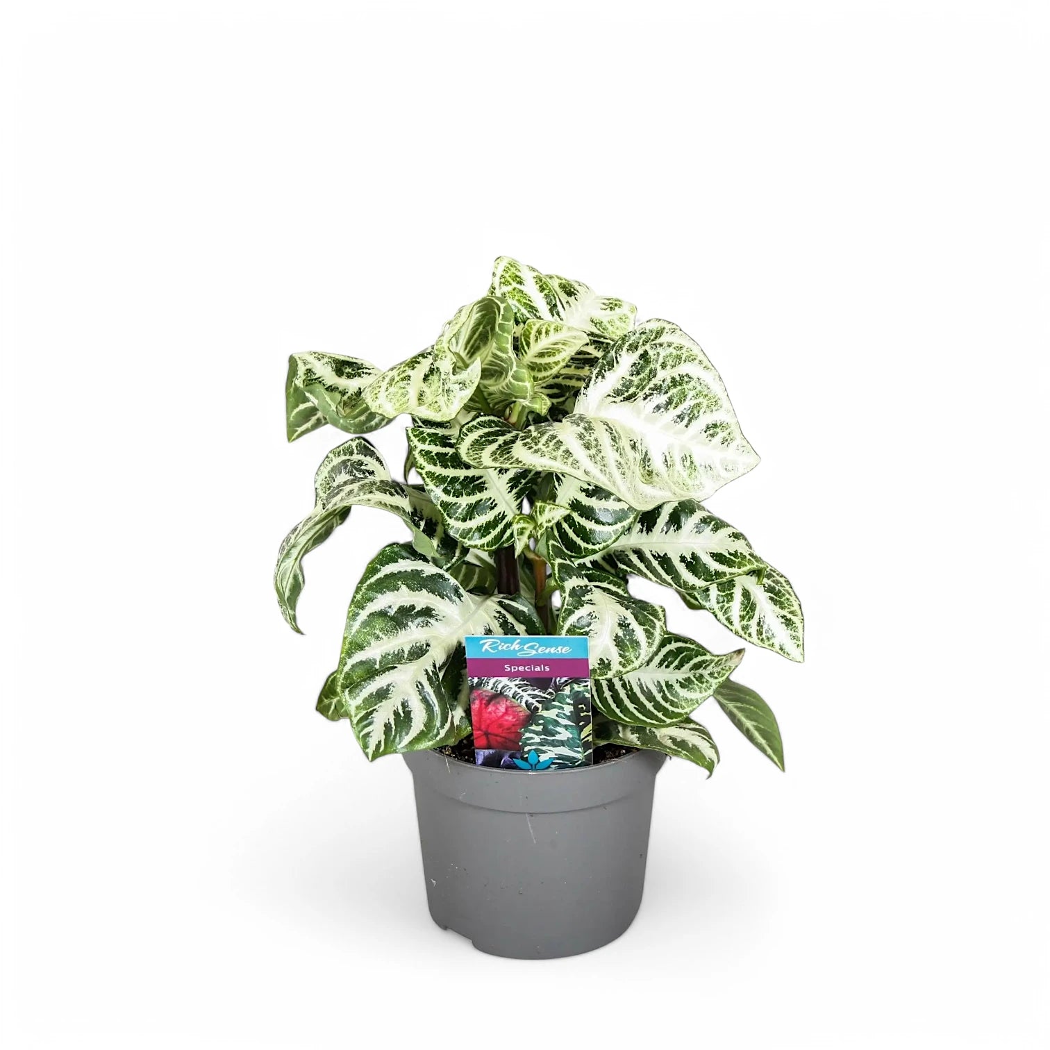 Aphelandra squarrosa 'Curly White' potted plant in nursery pot on white background.