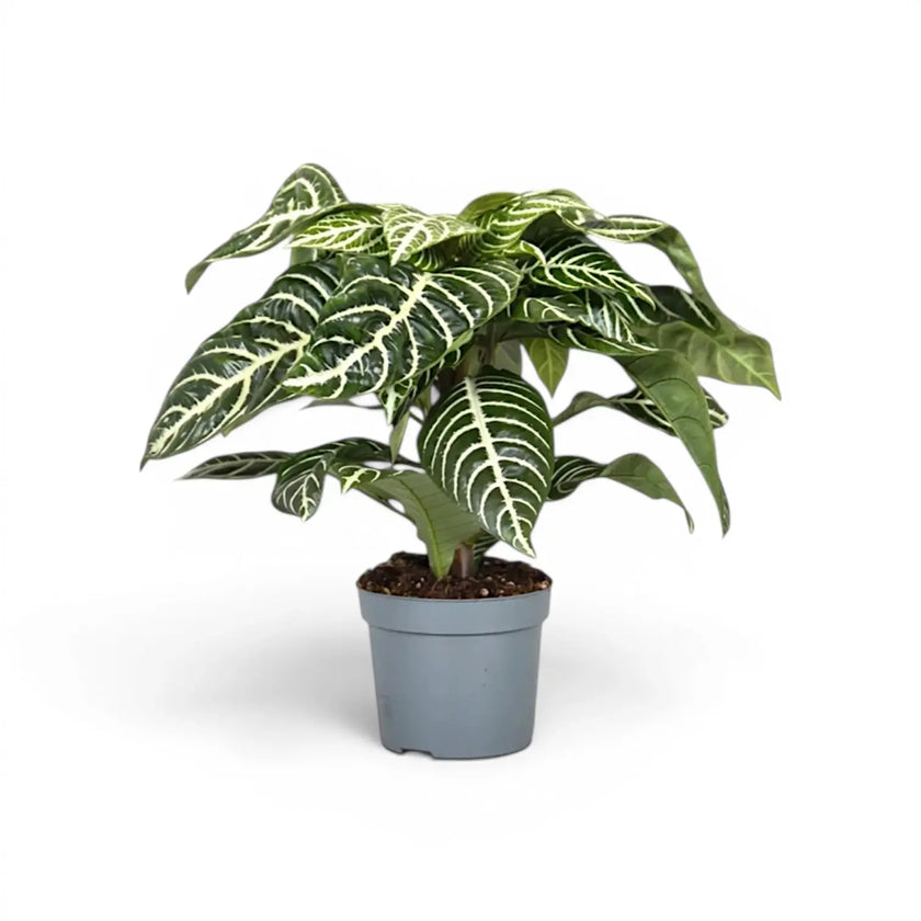 Aphelandra squarrosa Zebrapflanze mit weiß geäderten Blättern im Kulturtopf.