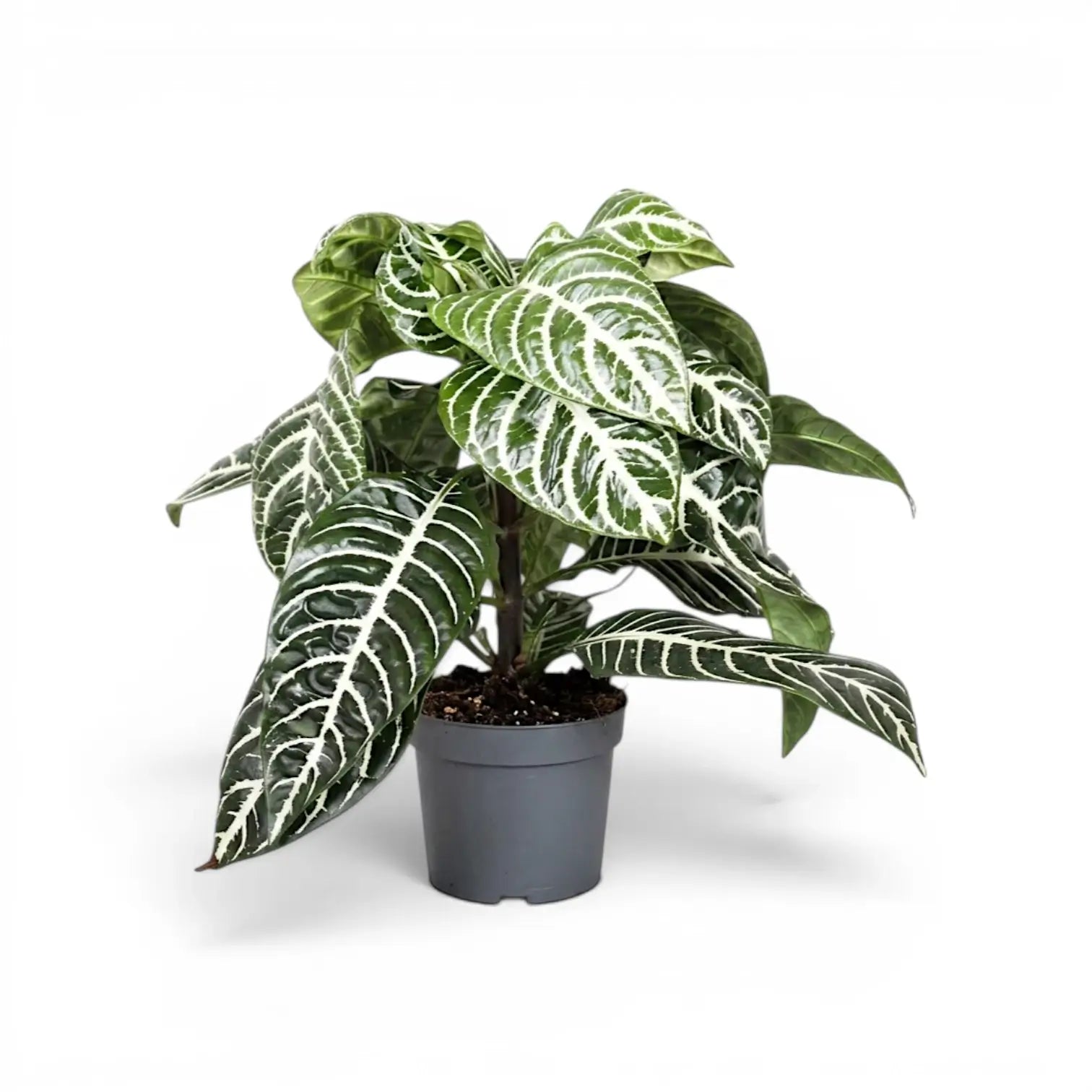 Aphelandra squarrosa zebra plant with white-veined leaves in a nursery pot.