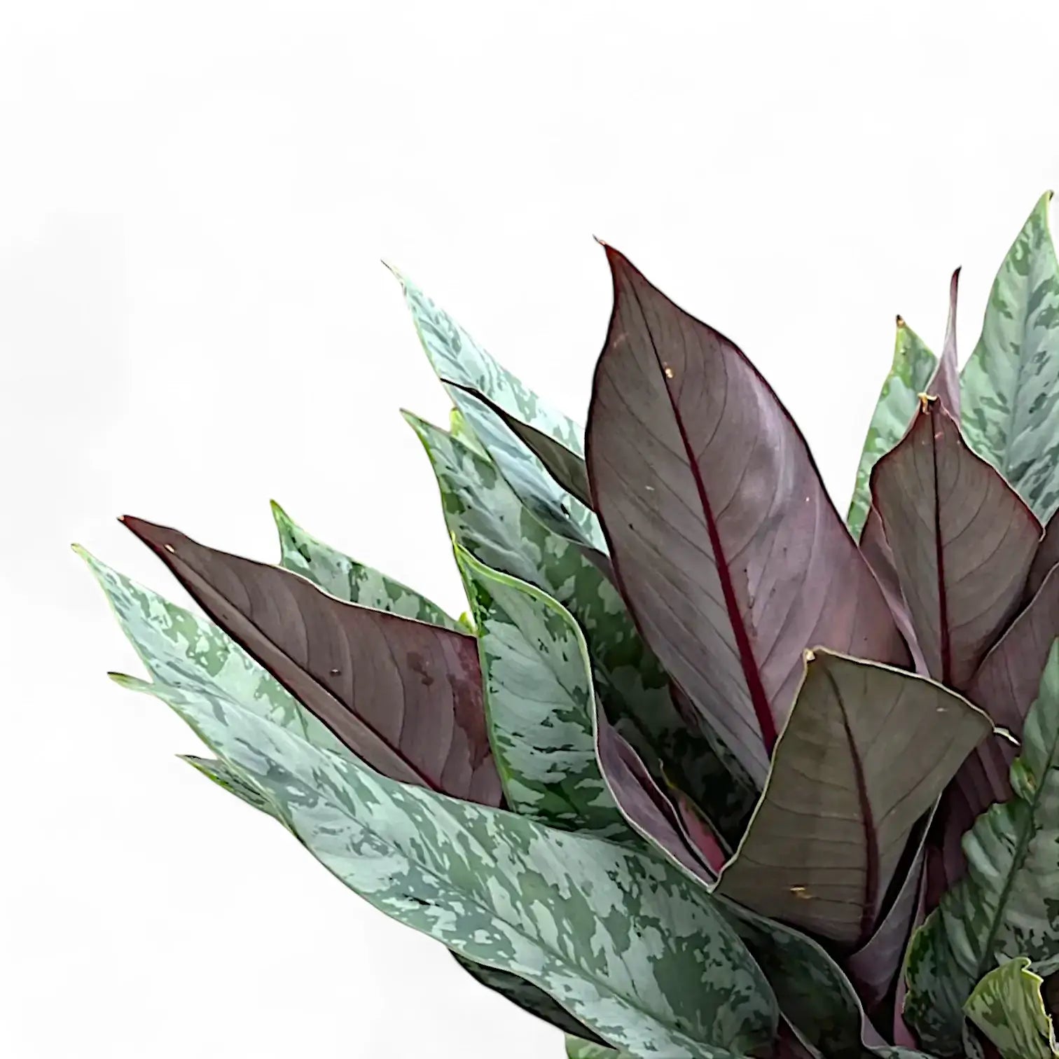 Apoballis acuminatissima 'Lavallaei' ('Purple Sword') leaf detail on white background.