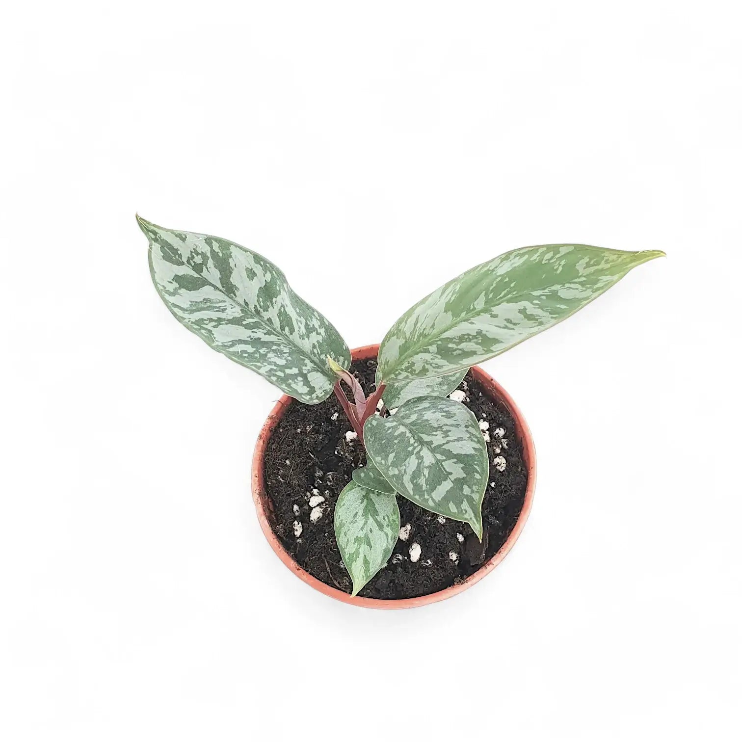 Apoballis acuminatissima 'Lavallaei' ('Purple Sword') potted plant in nursery pot on white background.