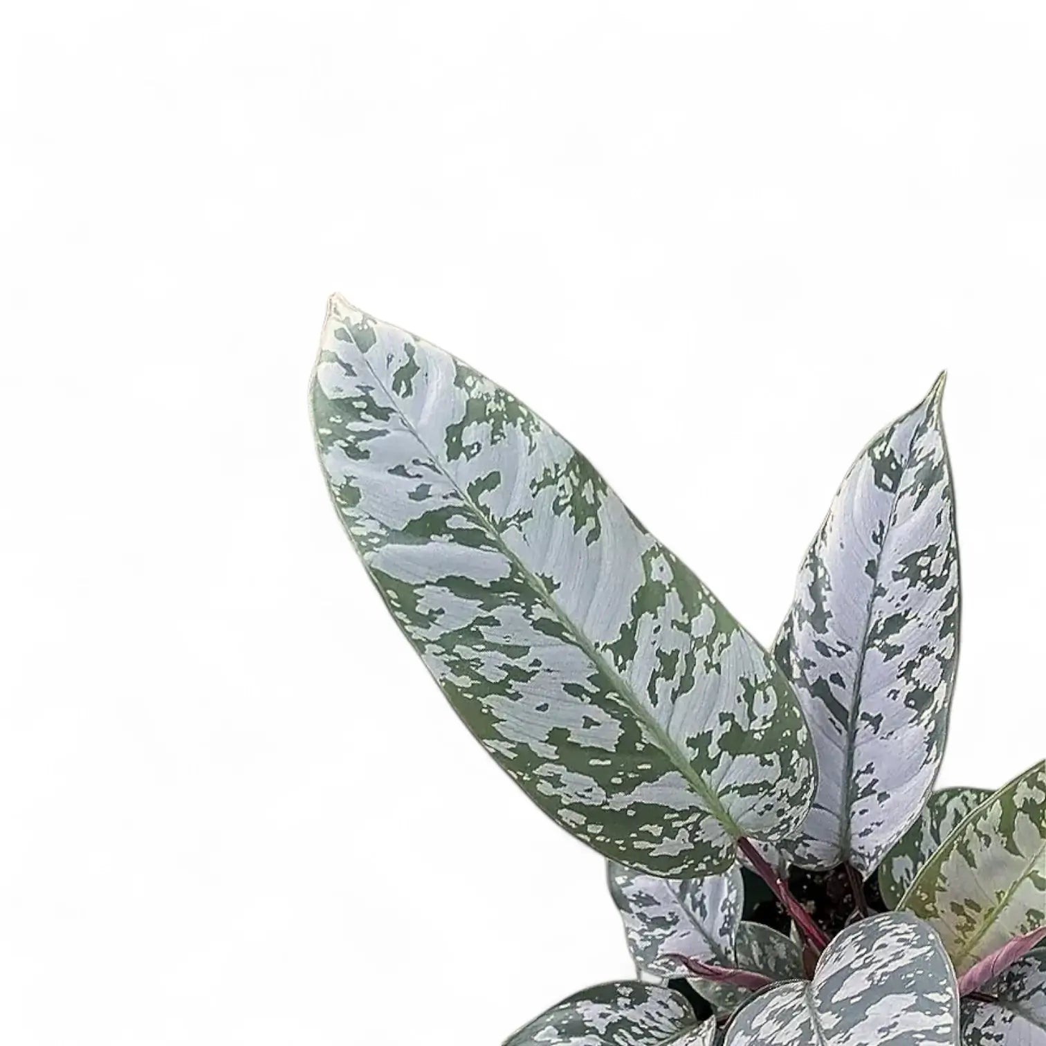 Apoballis acuminatissima 'Lavallaei' ('Purple Sword') potted plant in nursery pot on white background.